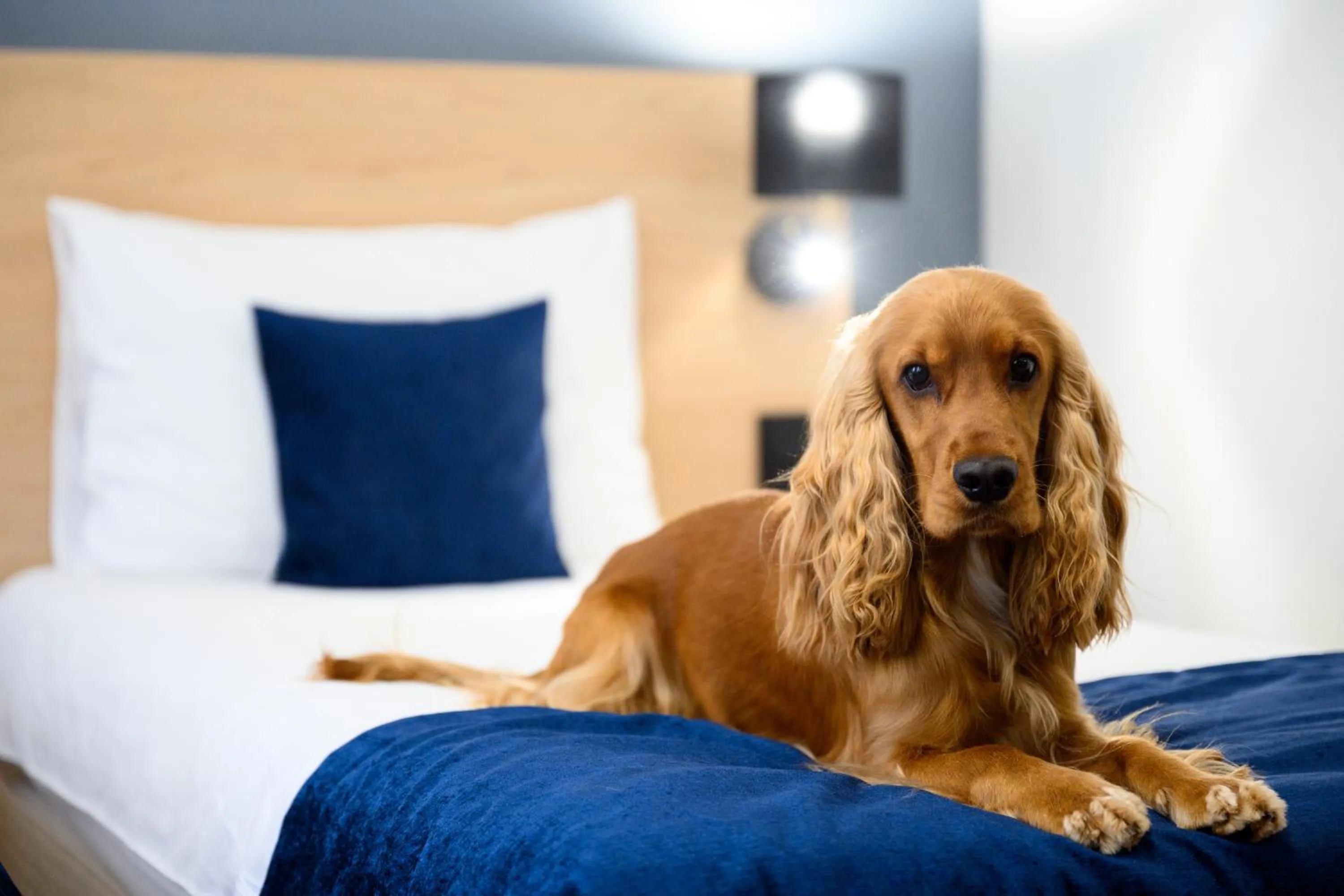 pet friendly, Bed in Hotel Bristol Budapest