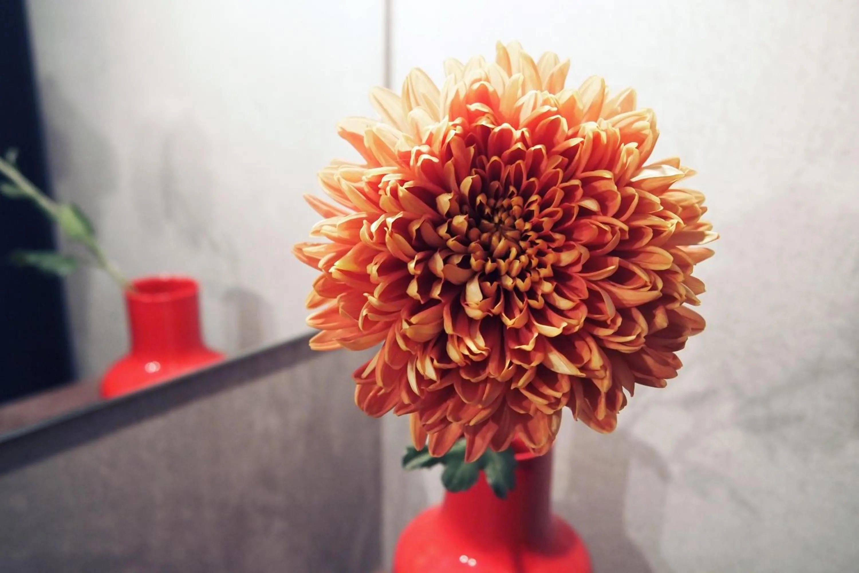 Photo of the whole room in Bijuu