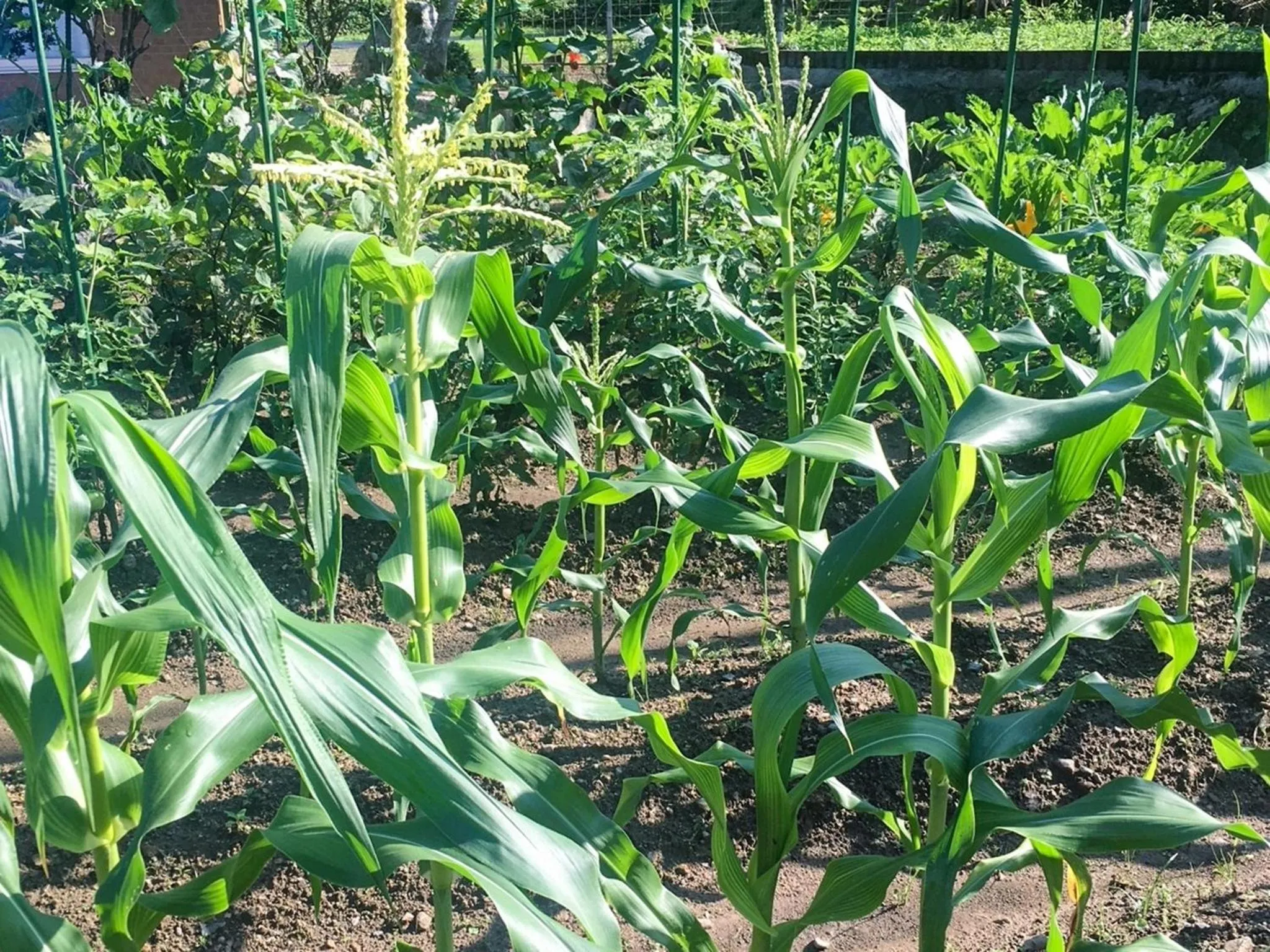 Hatake no Oyado - Vacation STAY 74494v