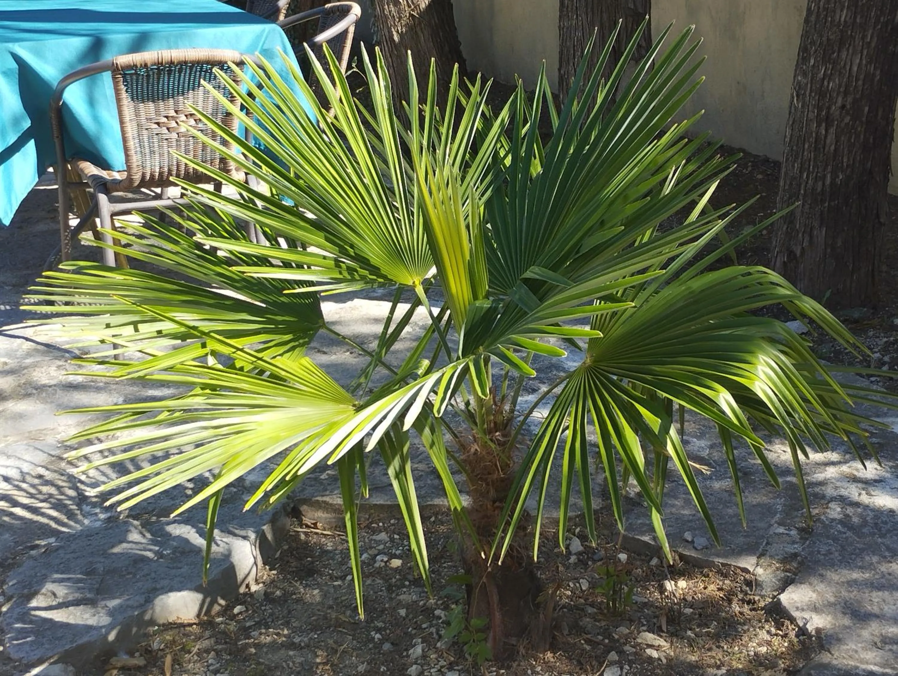Garden in Logis Hotel Restaurant L'Esquielle