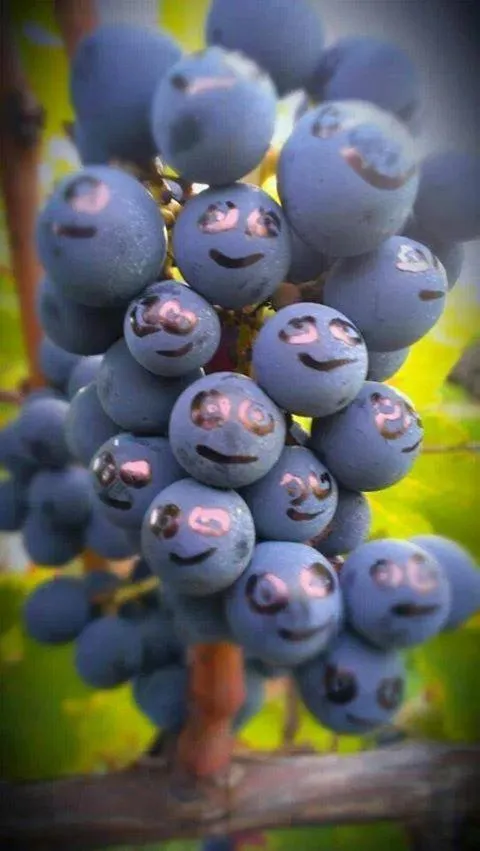 Other in Domaine de "Creva-Tinas"