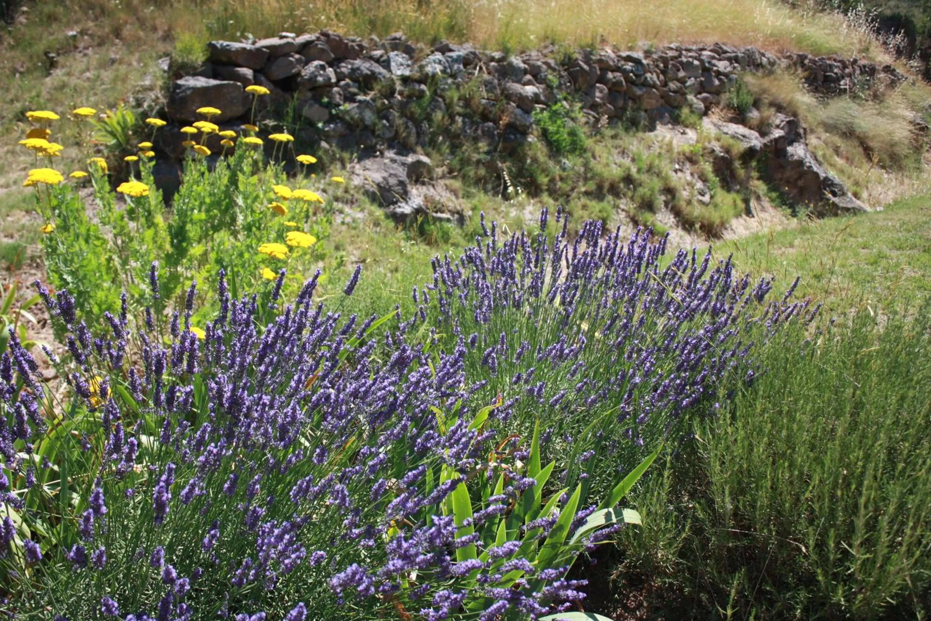 Garden in Domaine de "Creva-Tinas"