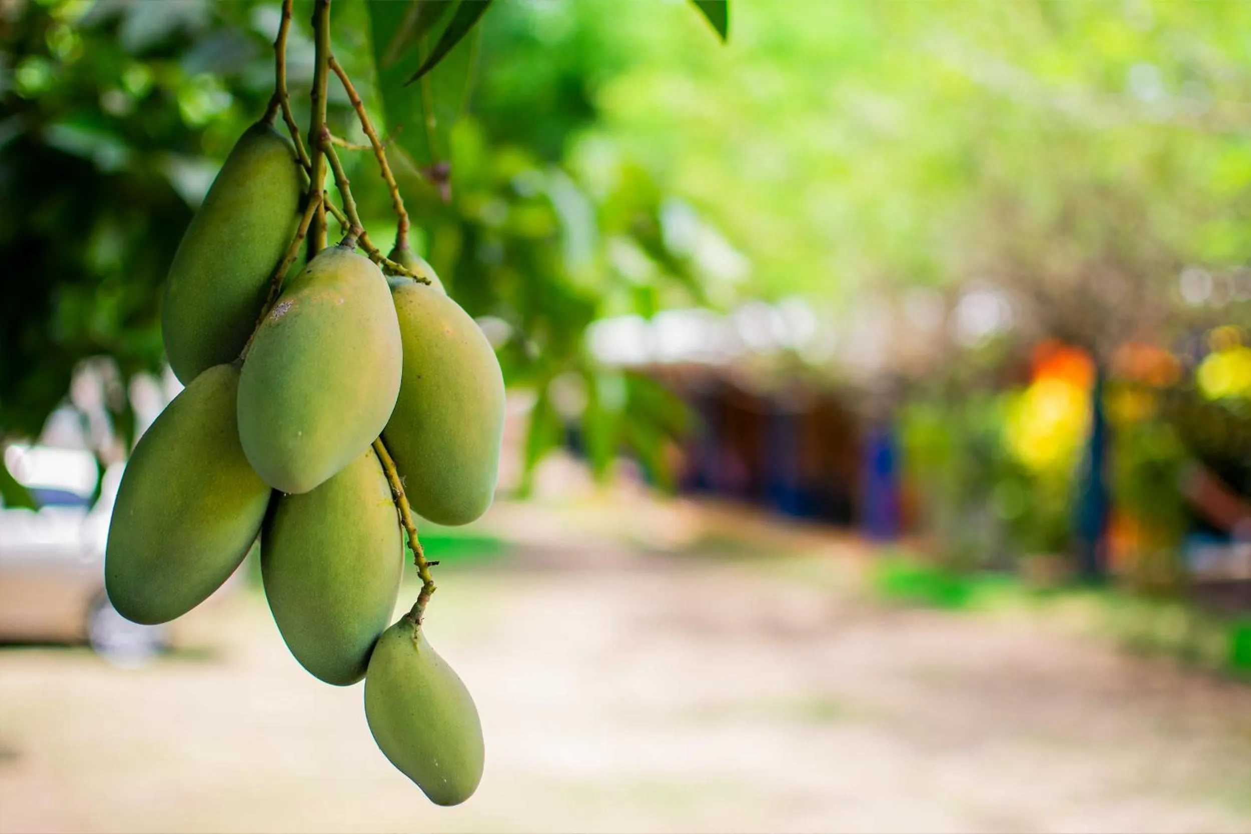 Patio in Cabañas Los Venaos