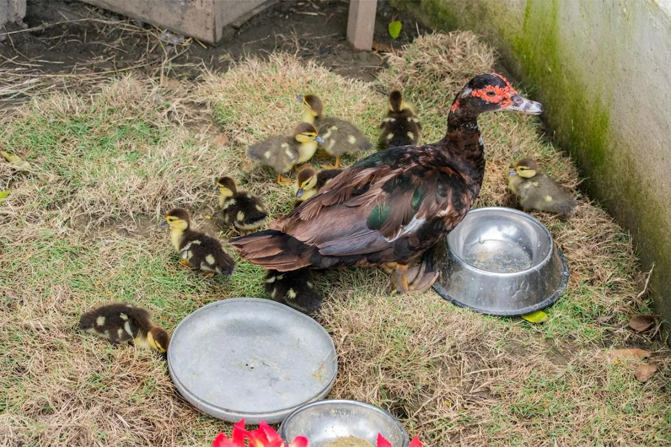 Pets in Cabañas Los Venaos