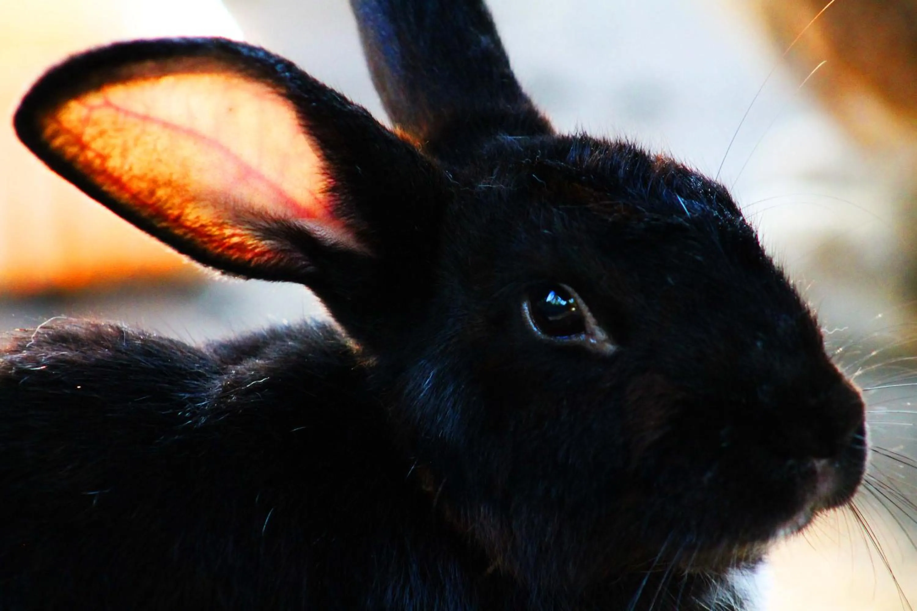 Animals in Cabañas Los Venaos