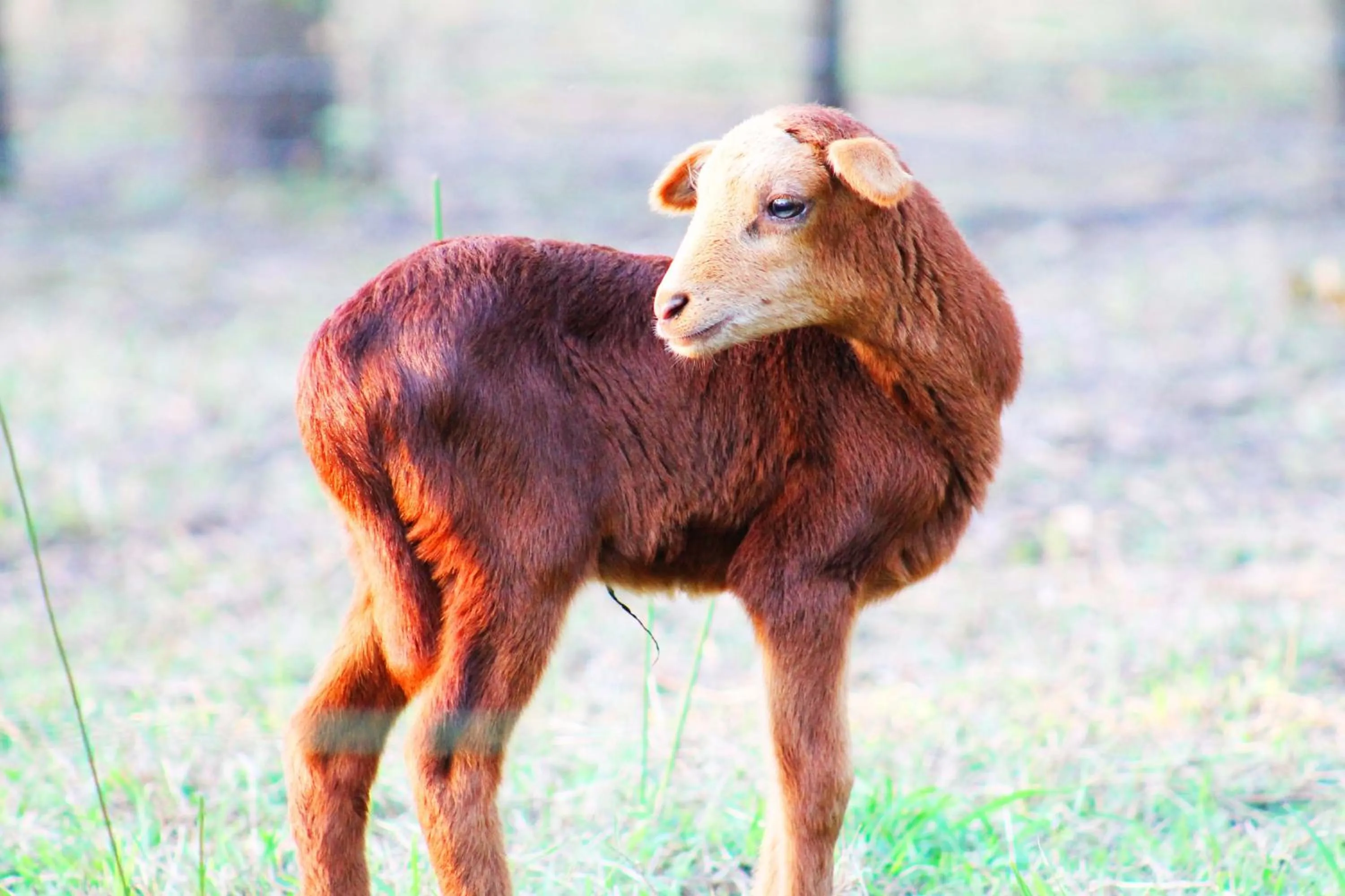 Animals in Cabañas Los Venaos
