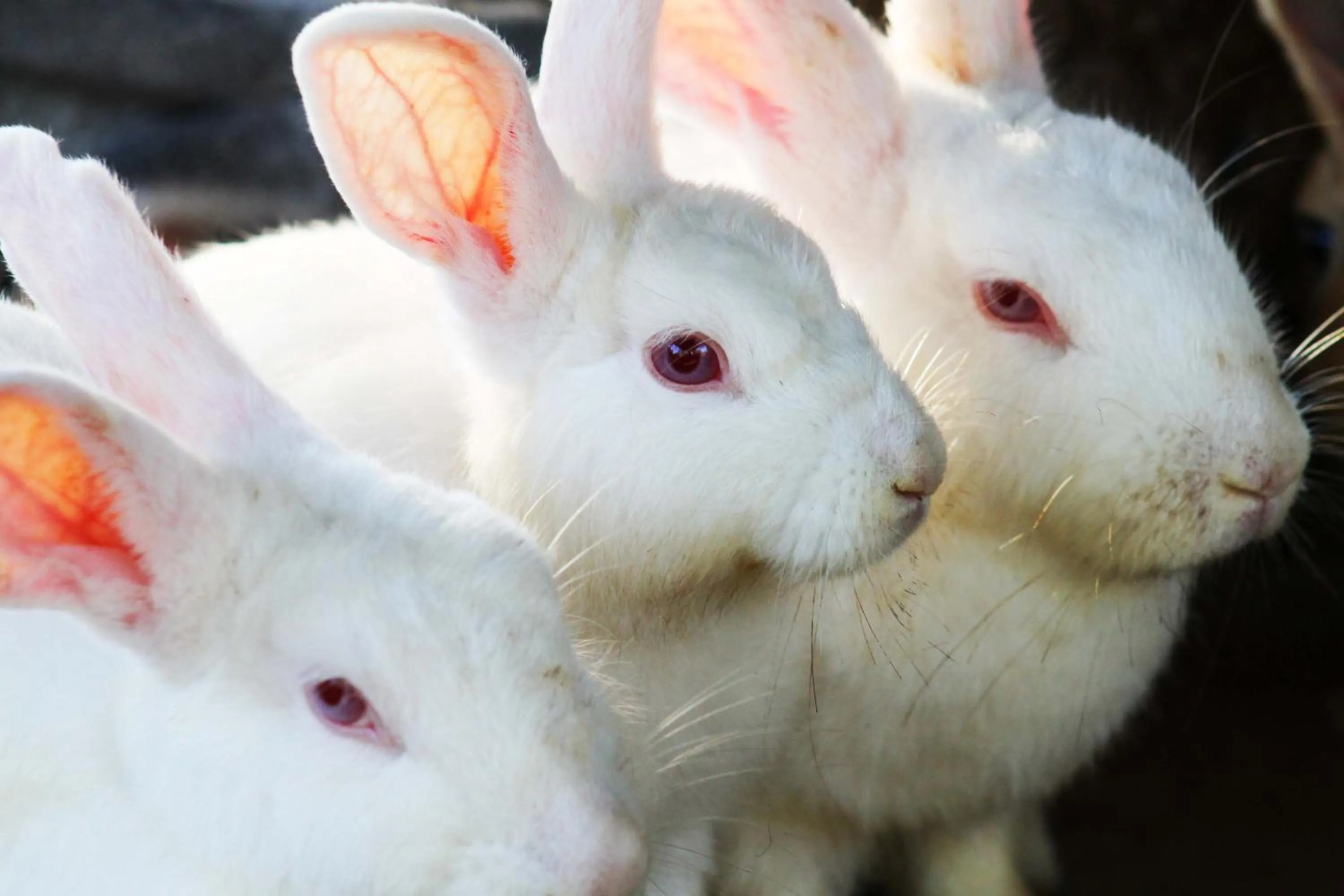 Animals in Cabañas Los Venaos