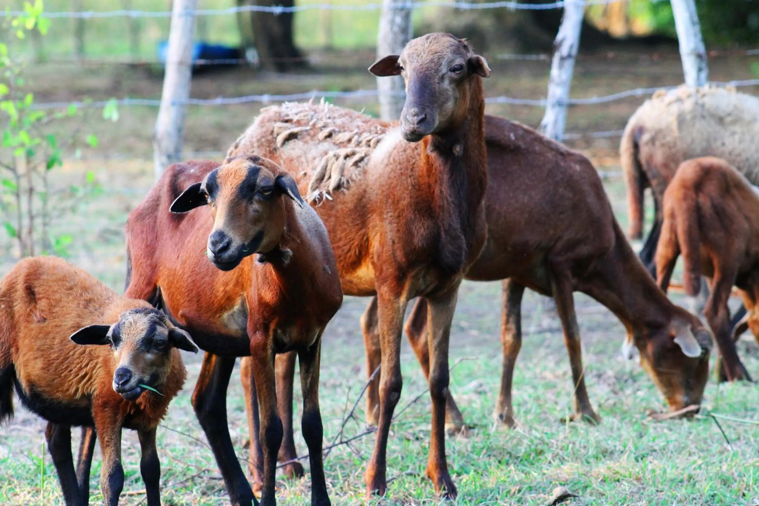 Animals in Cabañas Los Venaos