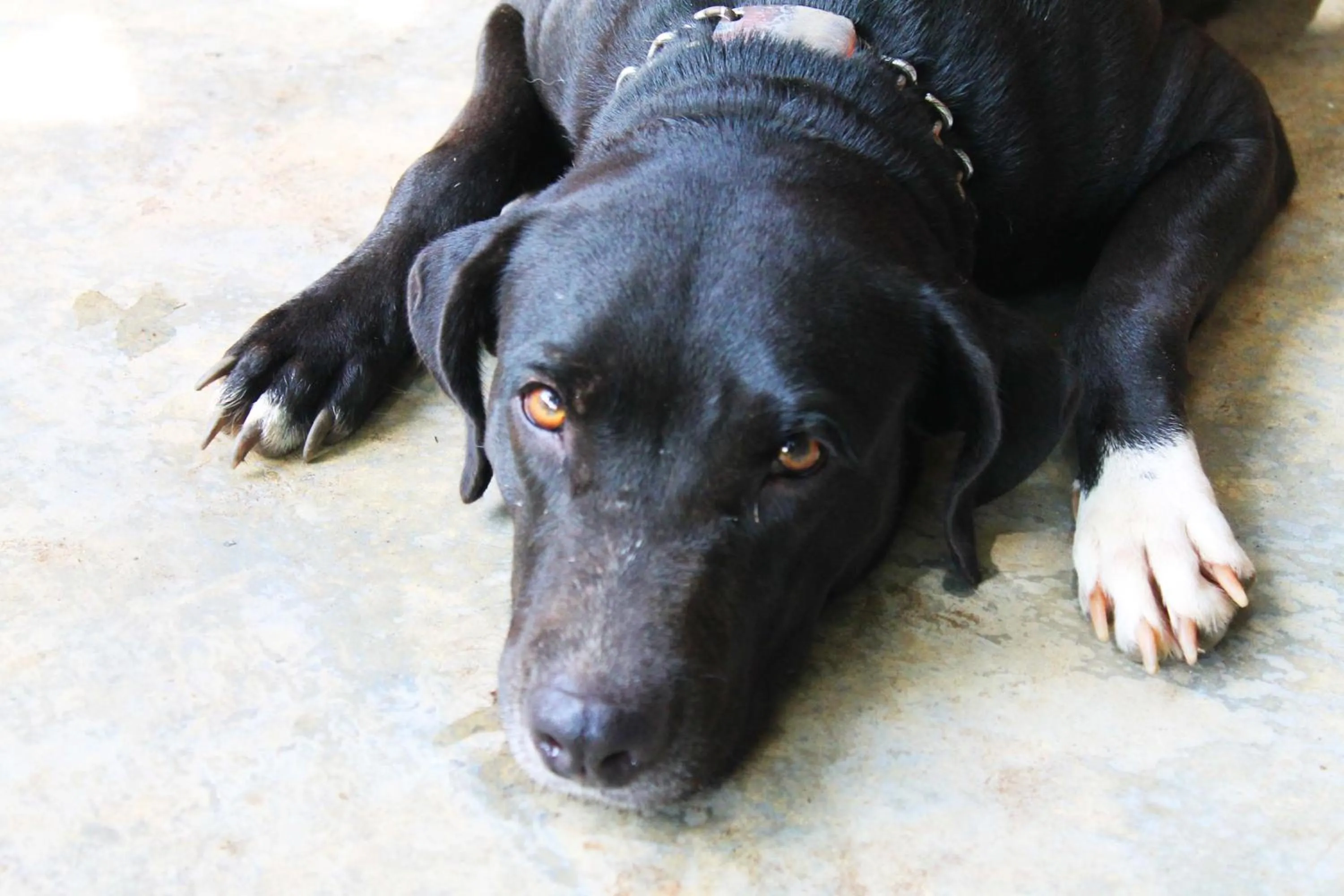 pet friendly in Cabañas Los Venaos