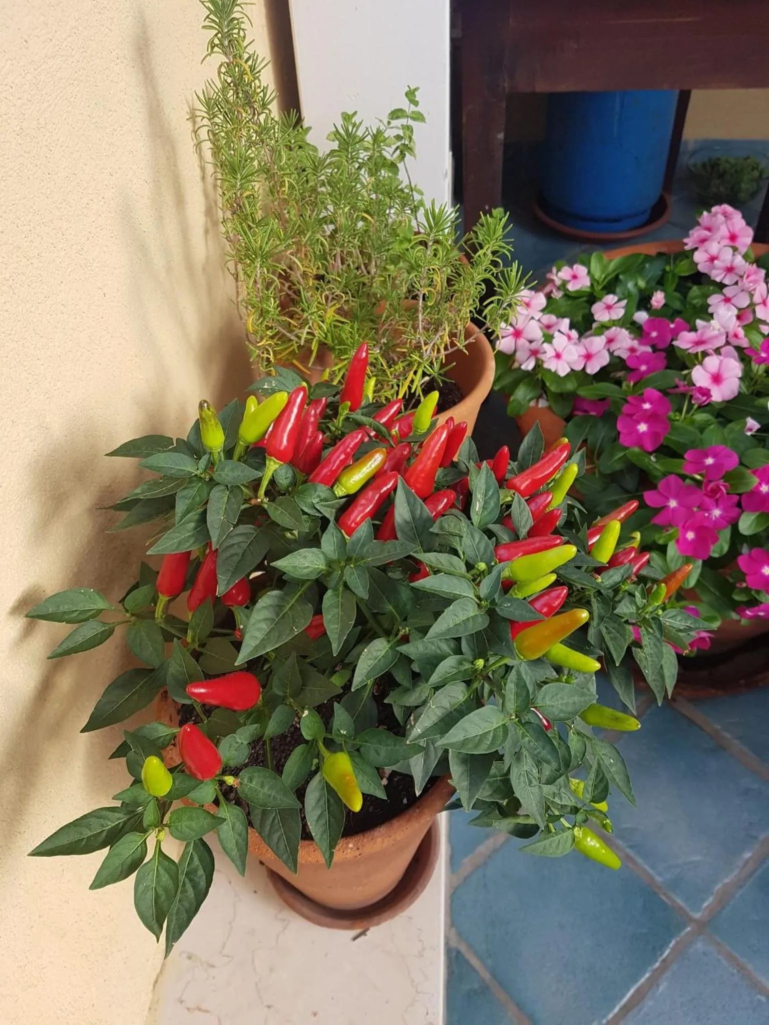 B&B Il Vicolo Di Pizzo