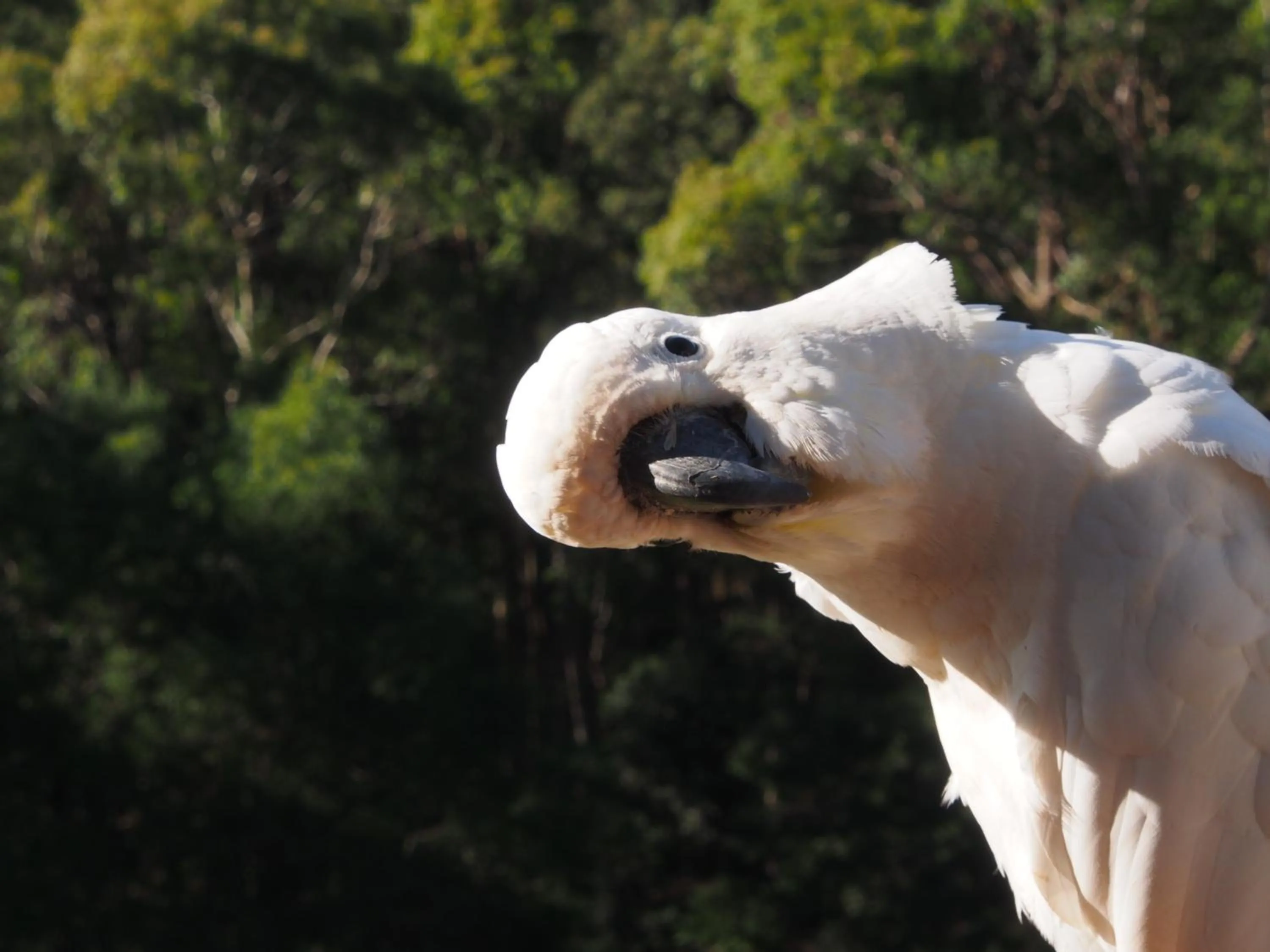 Animals in Bundle Hill Cottages
