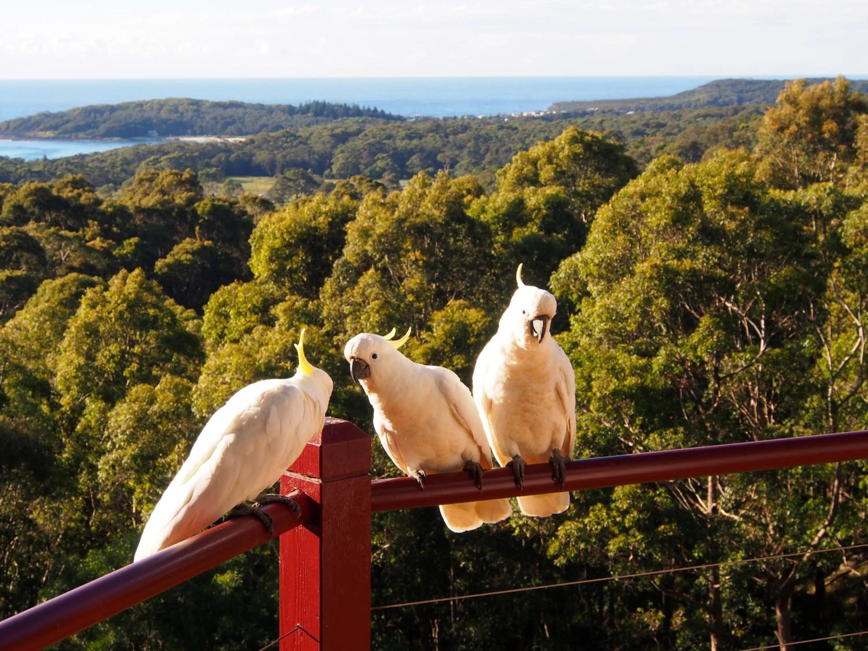 Animals in Bundle Hill Cottages