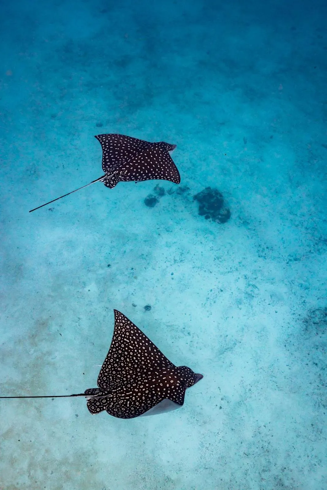 Snorkeling in Ocean Tide Beach Resort