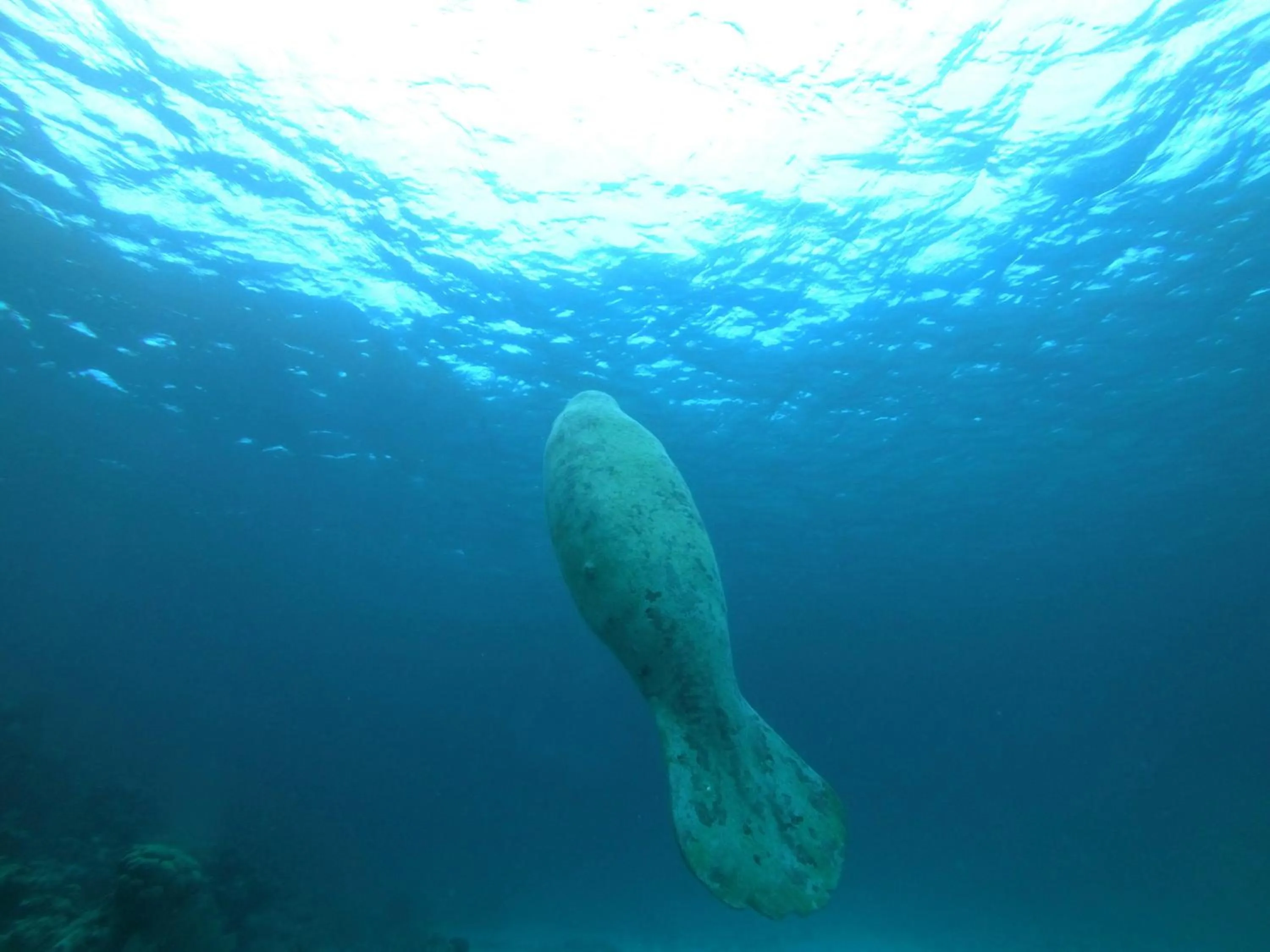 Animals in Ocean Tide Beach Resort