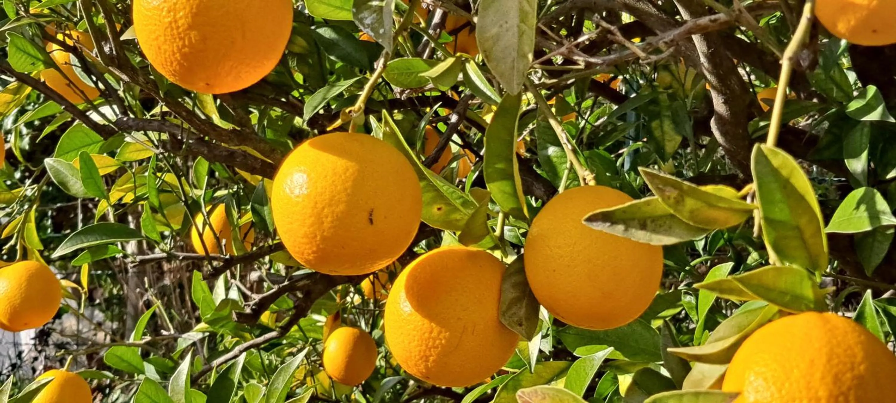 Garden in Holidays In Provence Alpes Maritimes