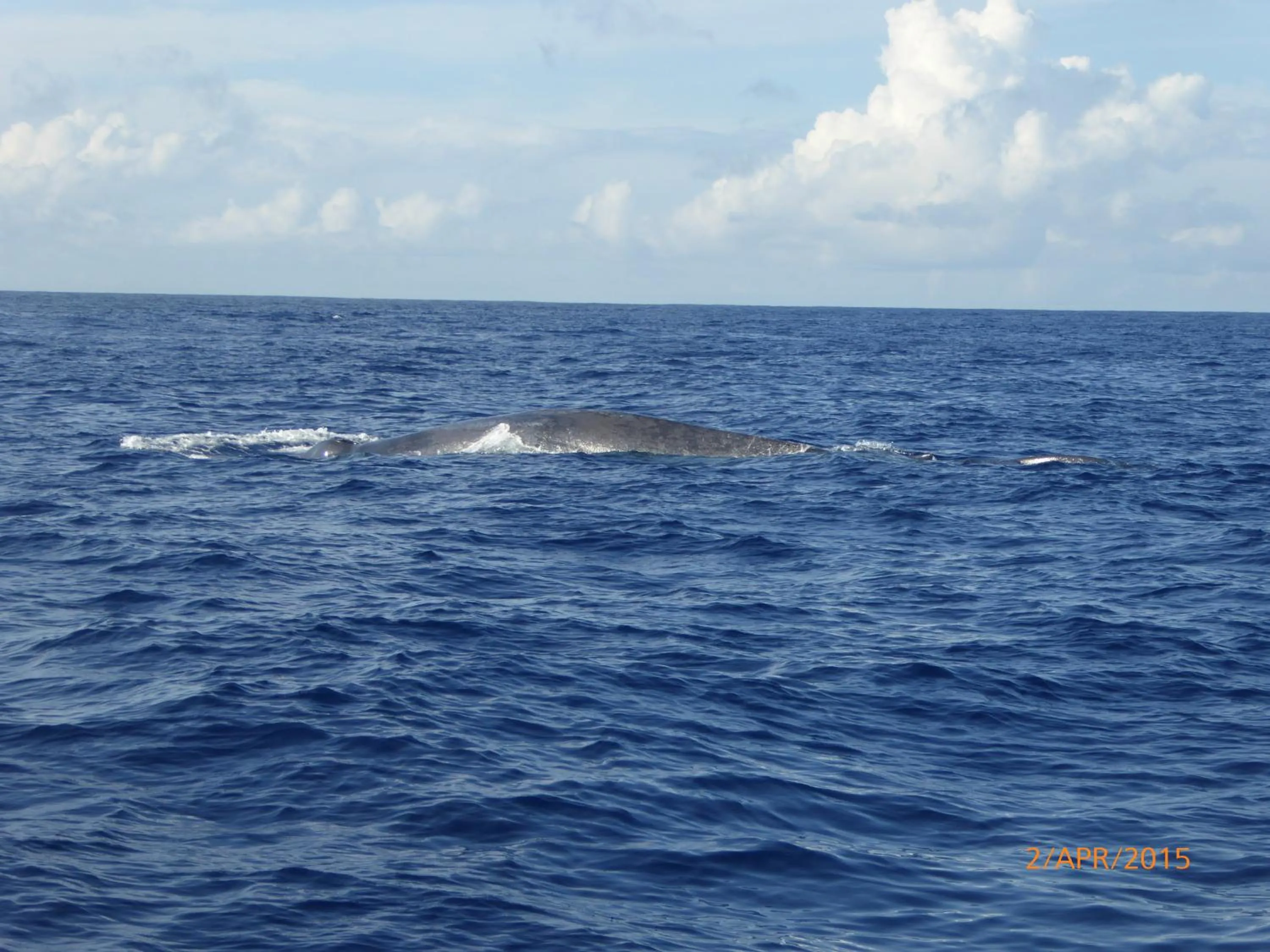 Entertainment in Paradise Beach Resort & Diving school