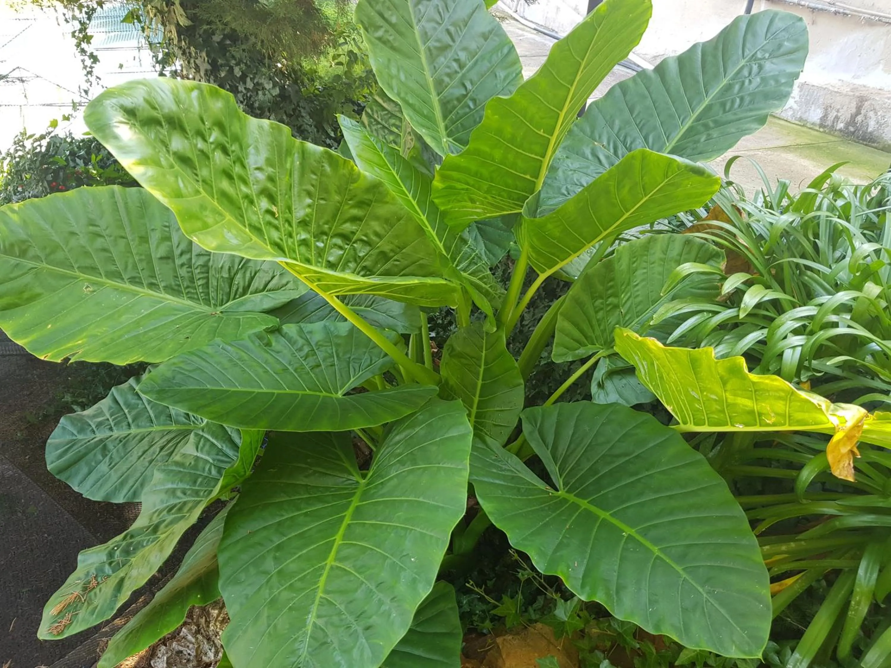Garden in Mountain View Country Estate