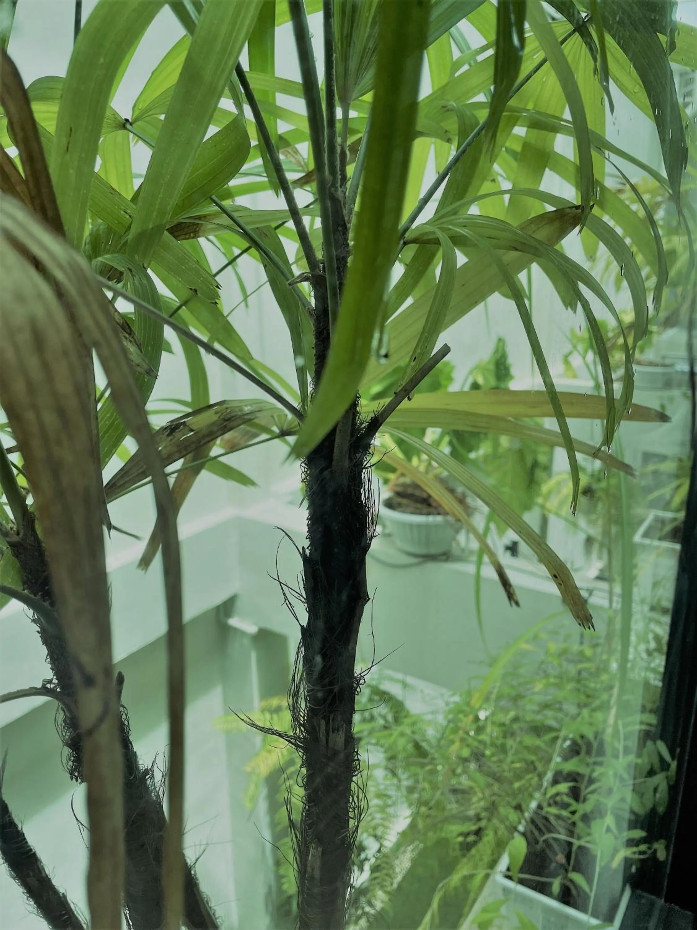 Garden in THE BELONG BOUTIQUE HOTEL