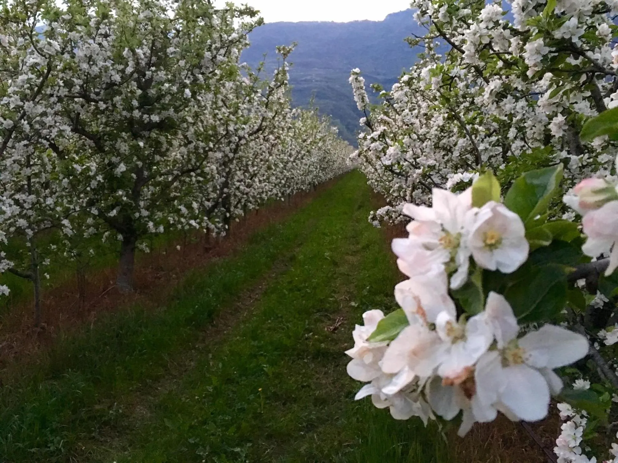 Spring in Arcovacanze