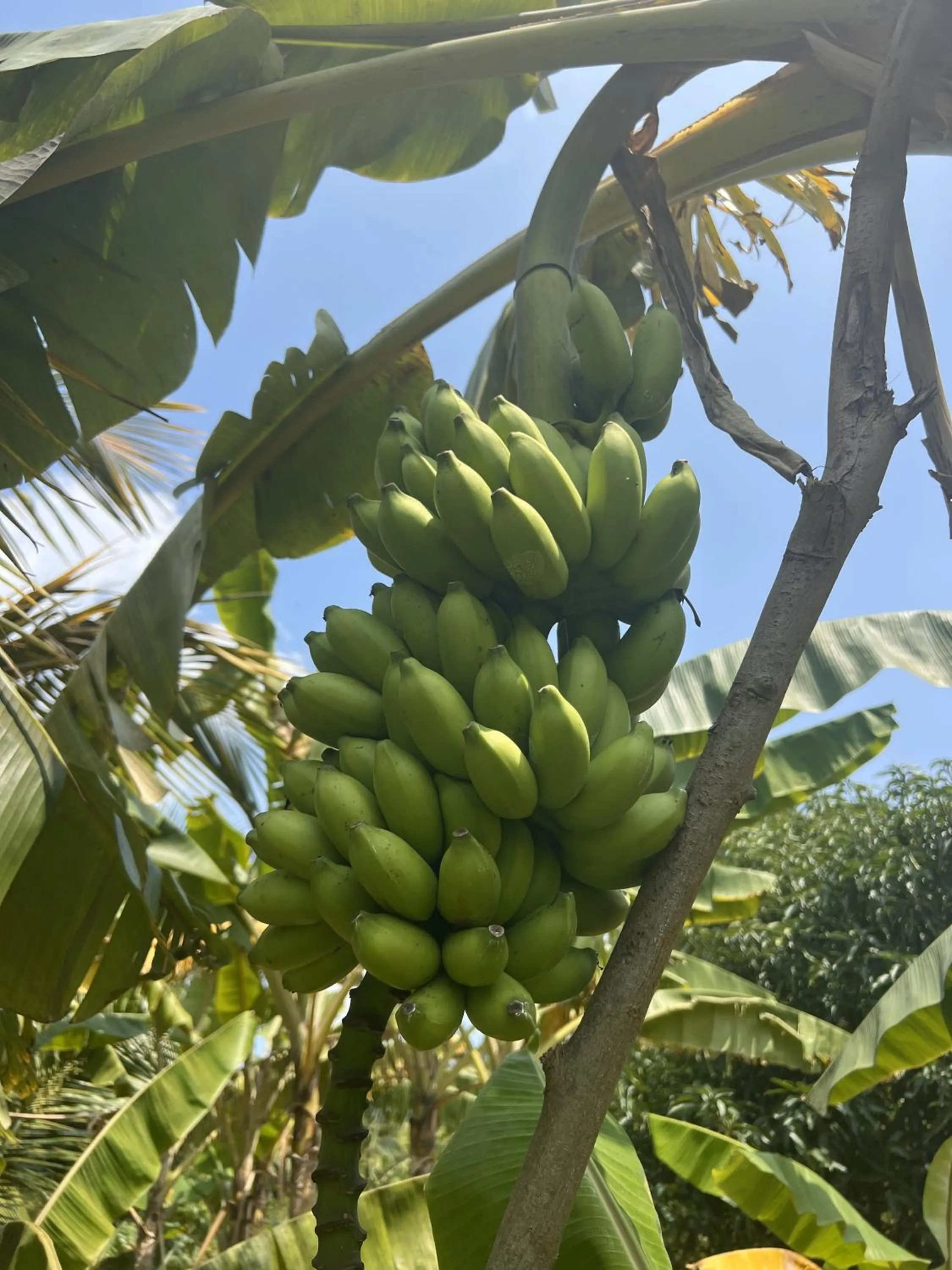 Garden in Saffron Lake Yala