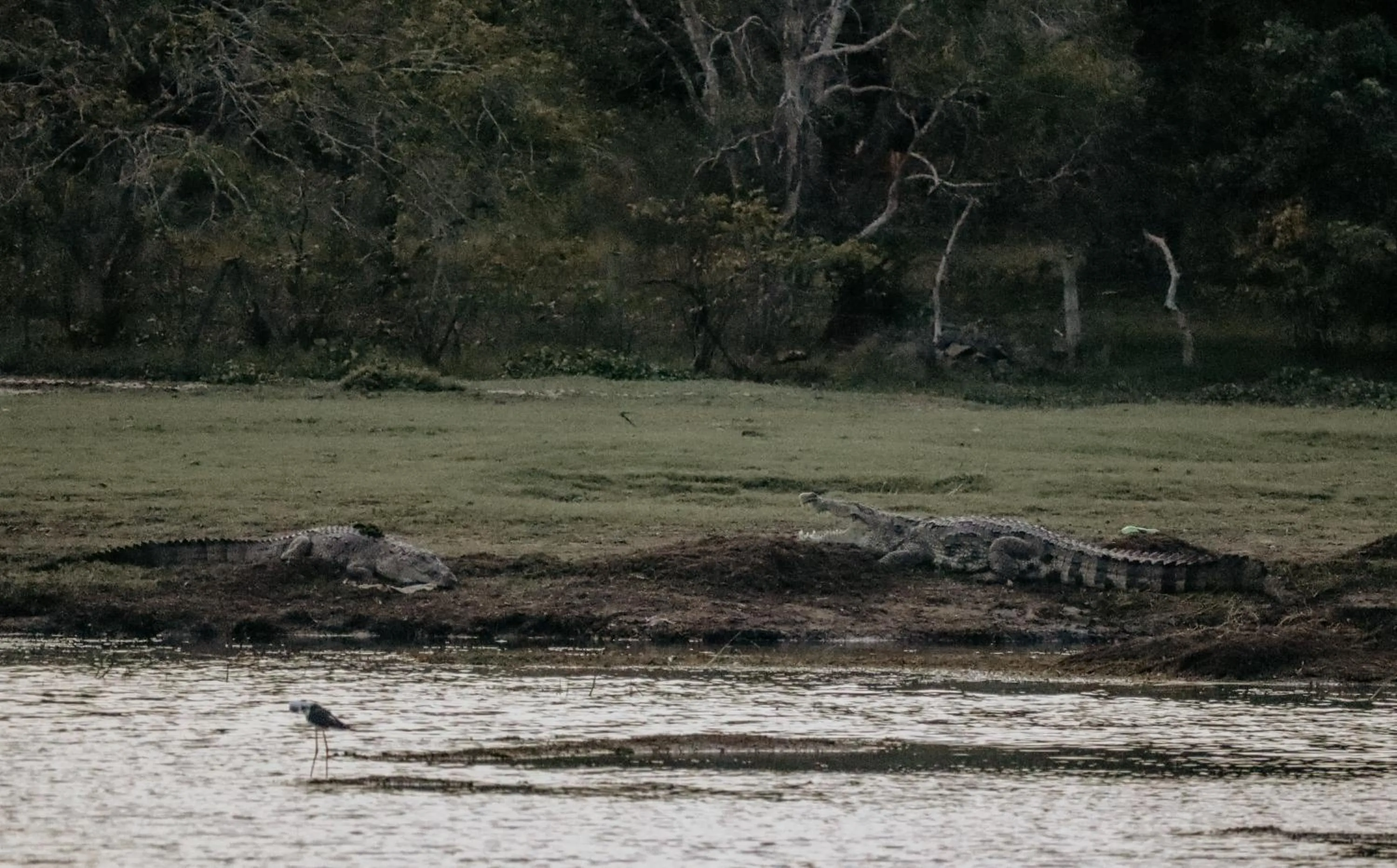 Lake view in Saffron Lake Yala