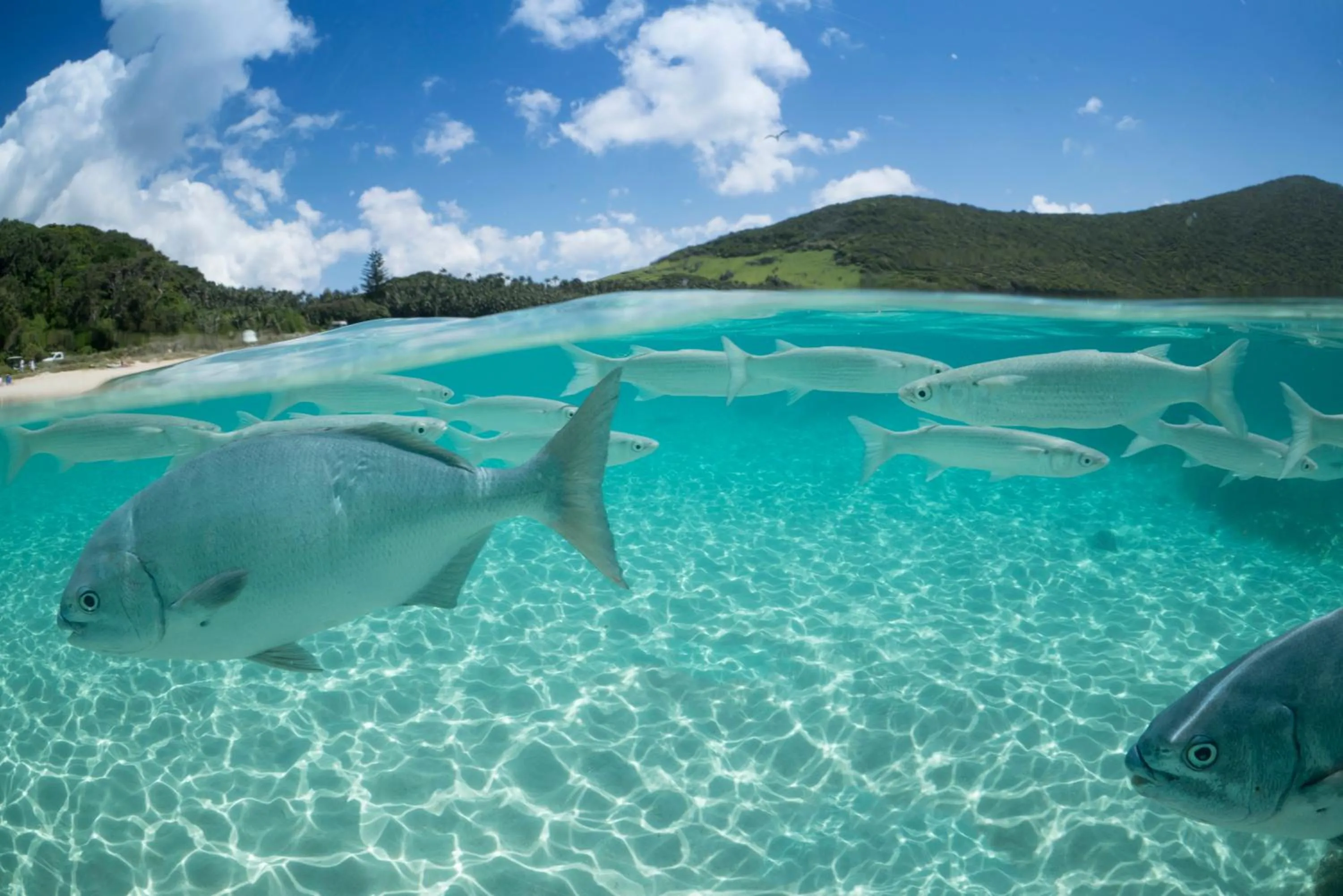 Snorkeling in Arajilla Retreat