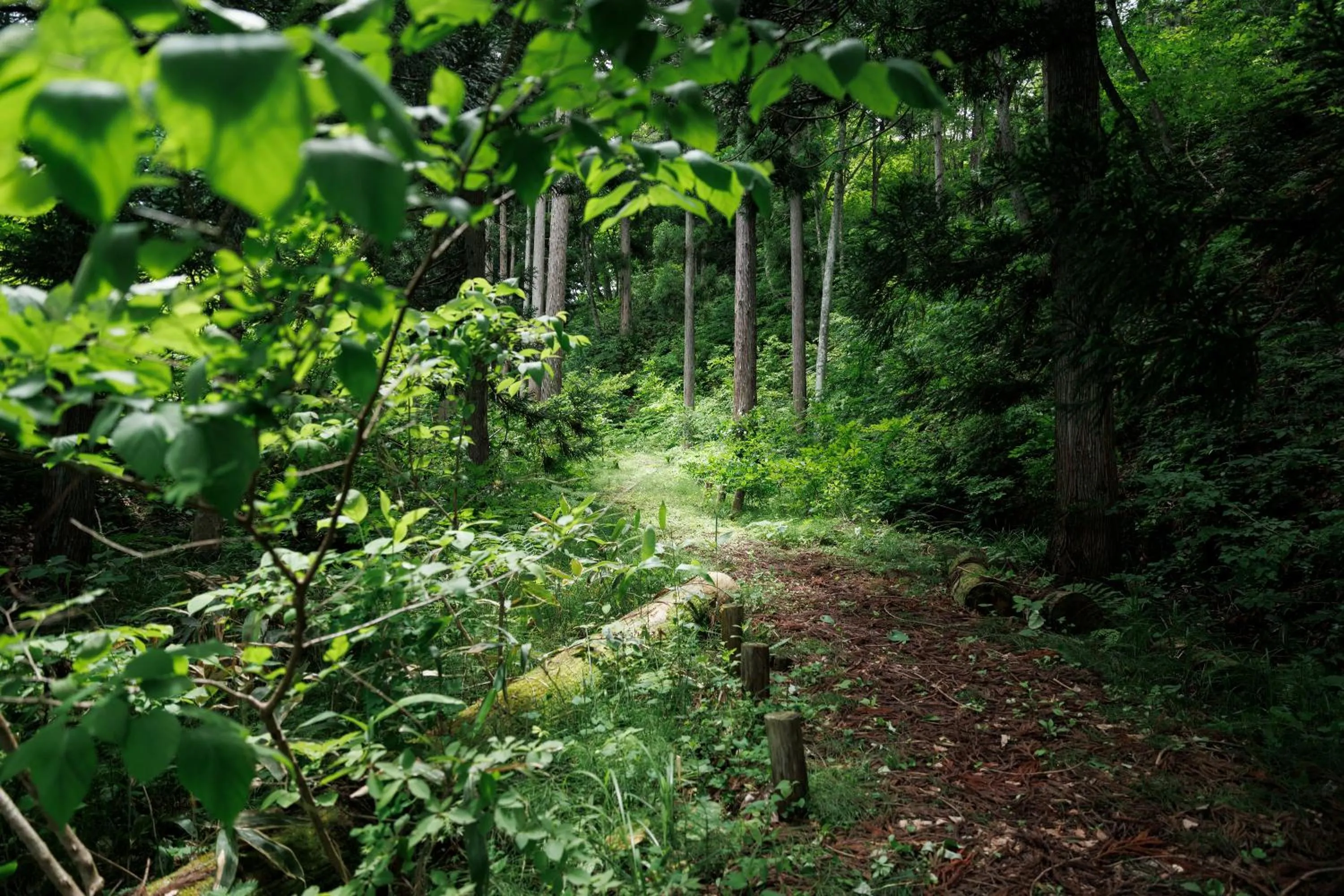 Area and facilities in Hotel Kikori