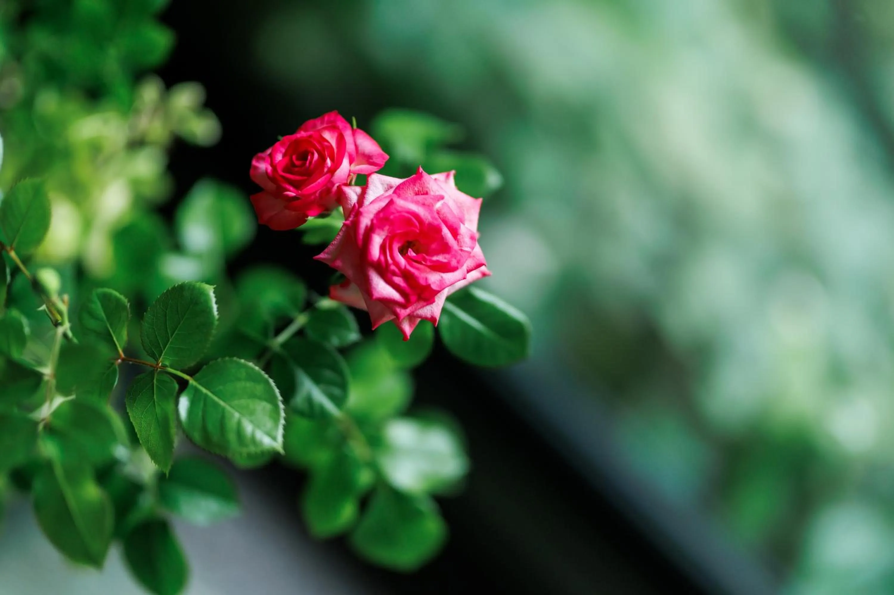 Garden in Hotel Kikori