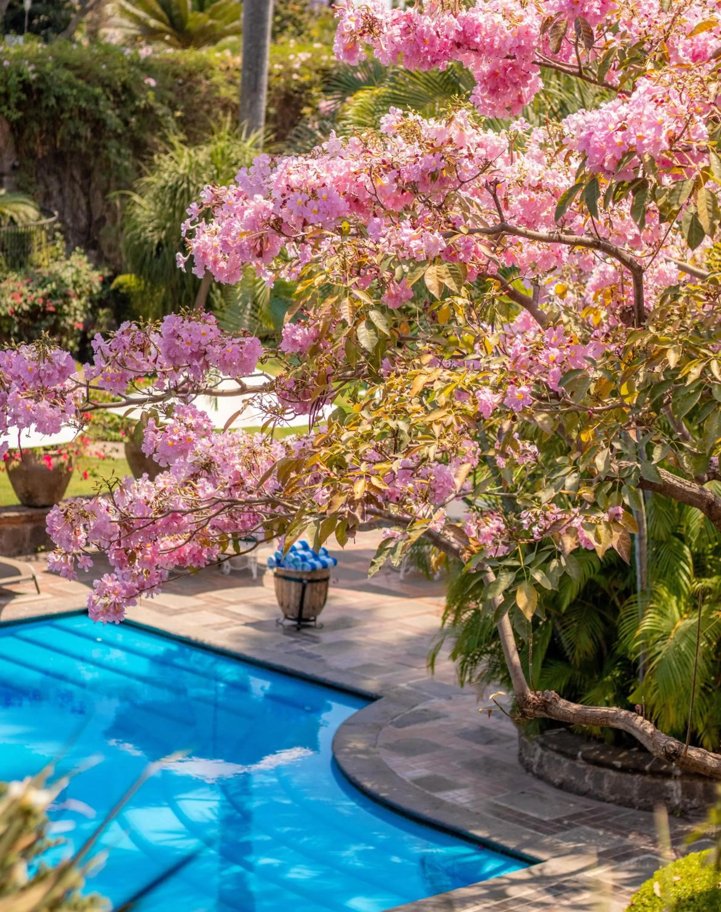 Garden in Las Mañanitas