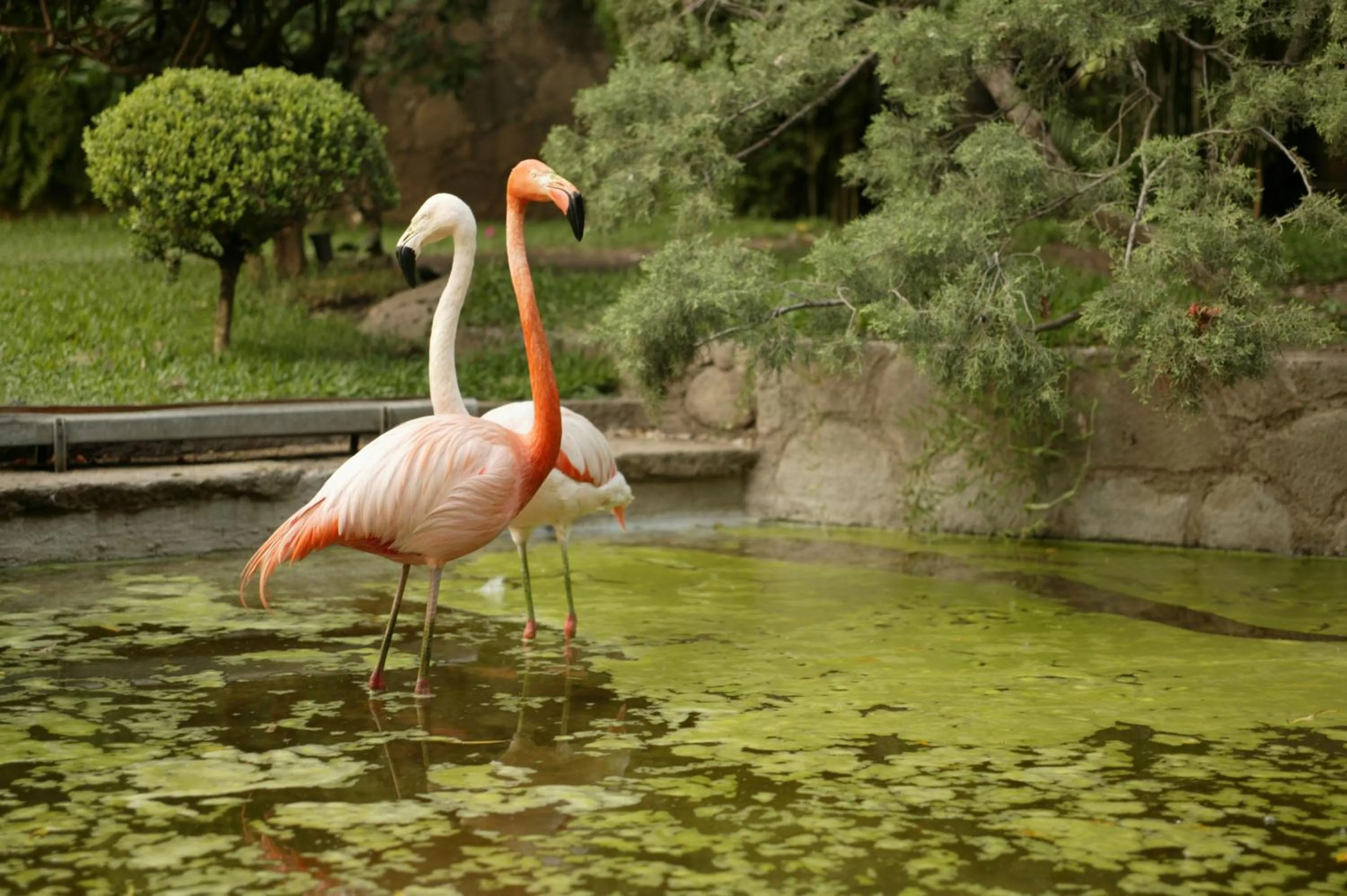 Garden in Las Mañanitas