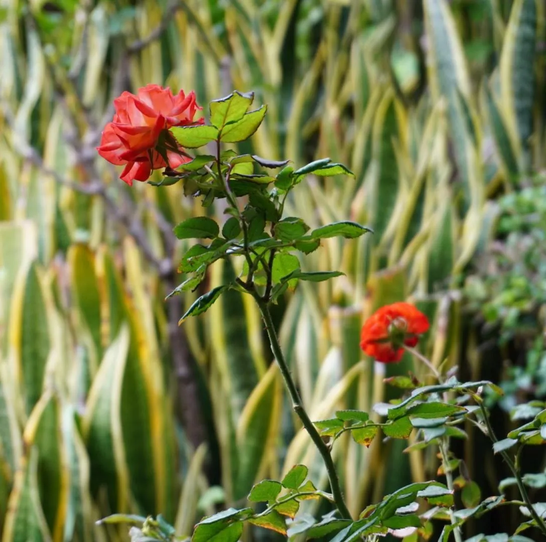 Garden view in Hotel Hacienda Los Laureles