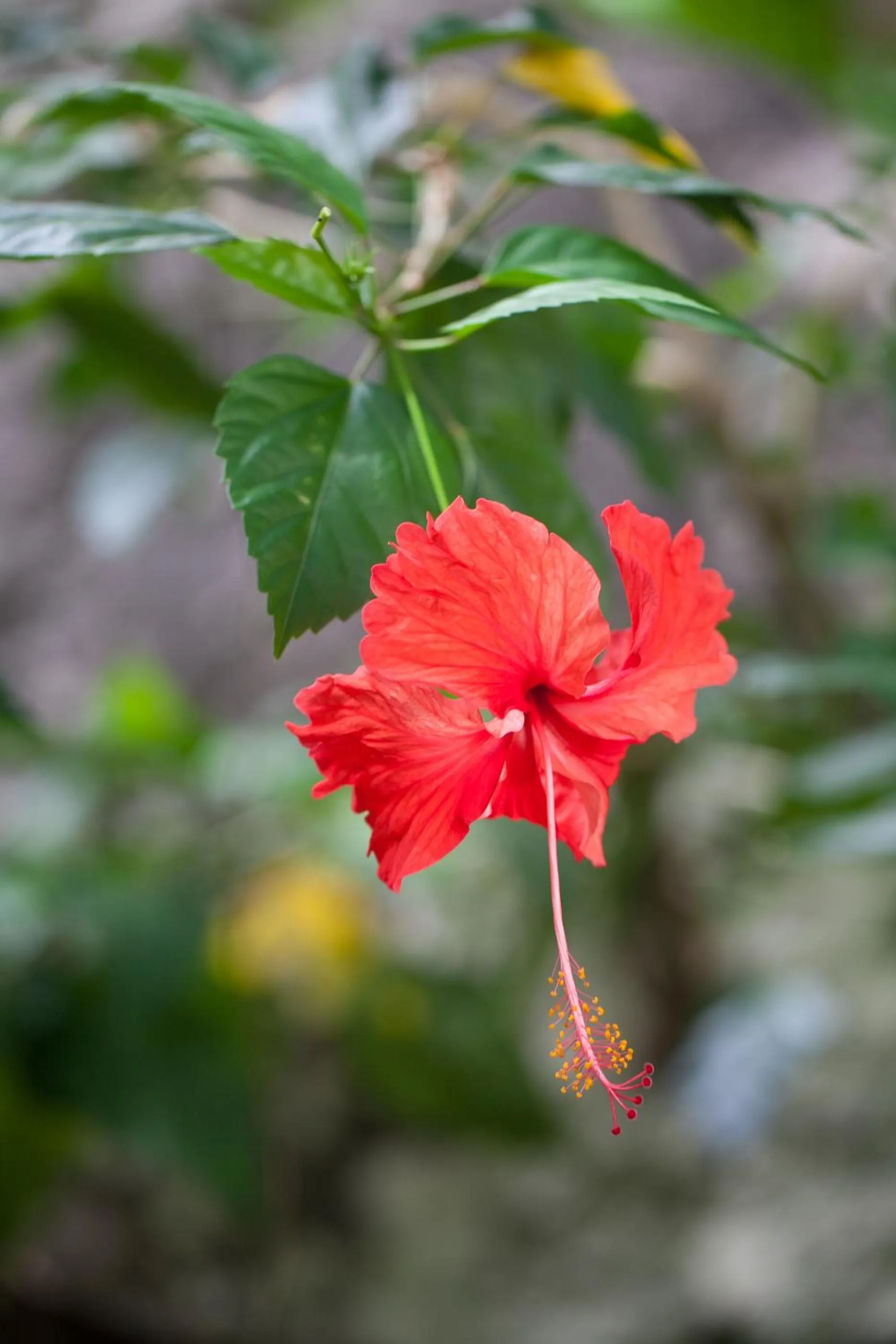 Natural landscape in Le Domaine de L'Orangeraie Resort and Spa