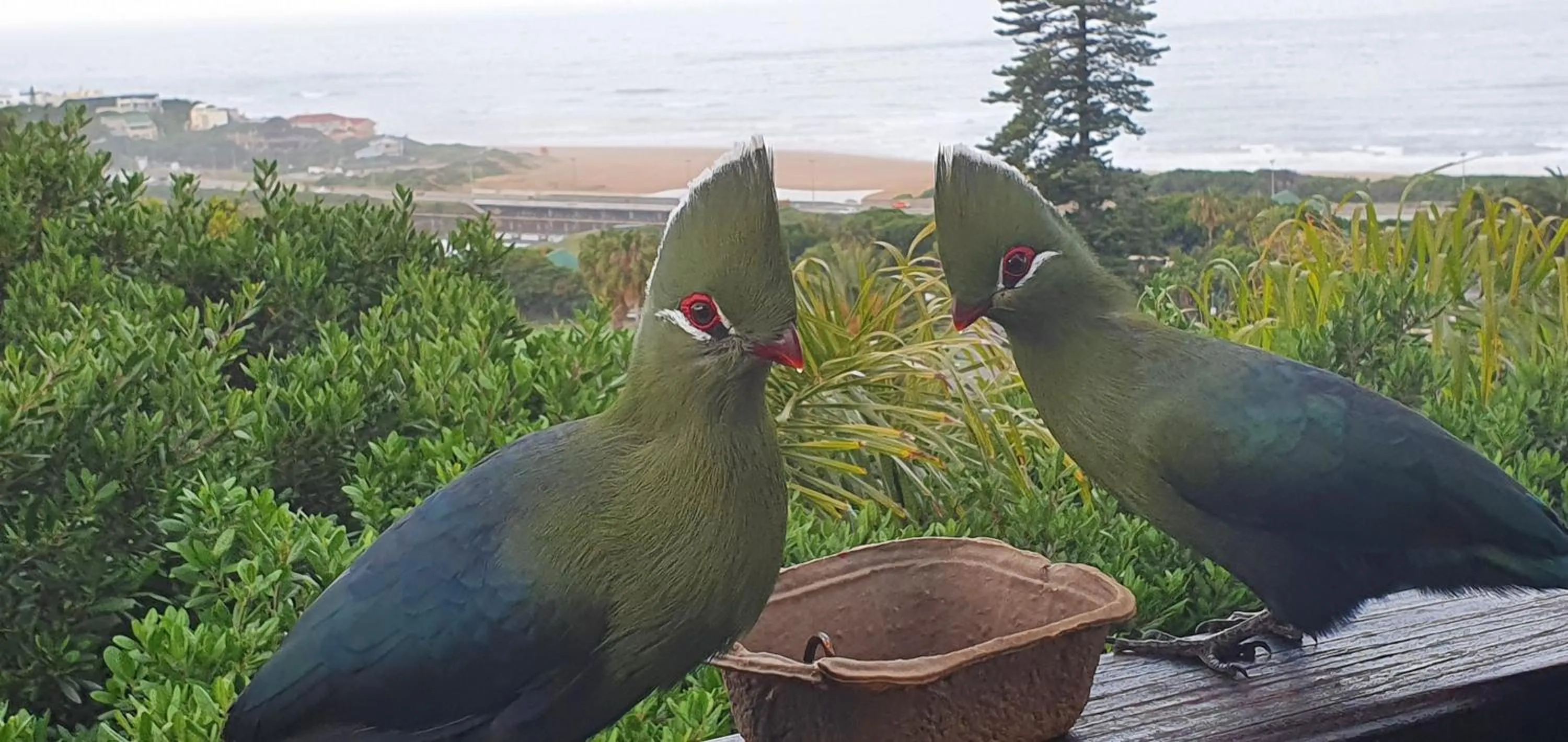 Bird's eye view in The Tops