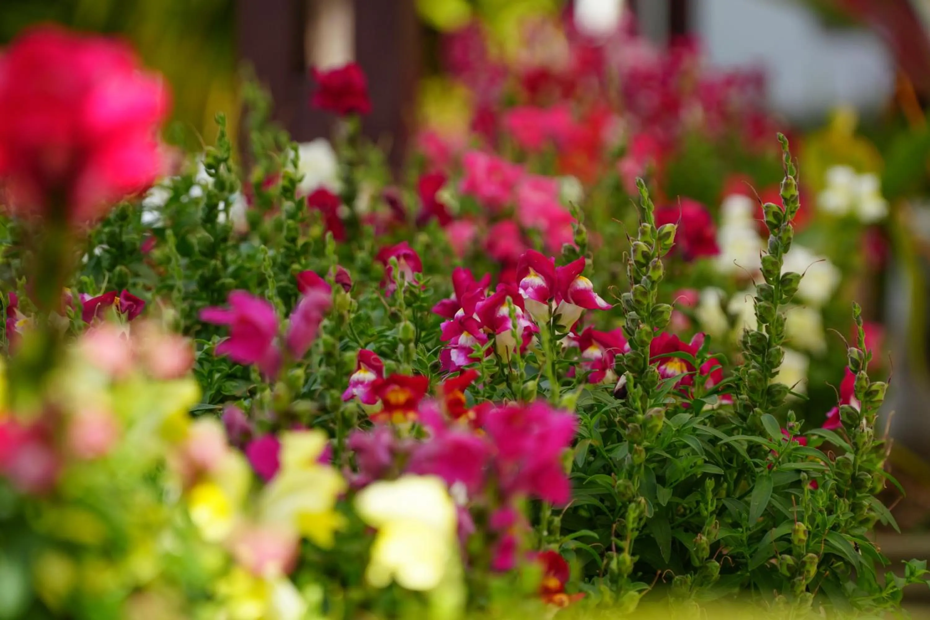 Garden in Pousada Parque das Flores