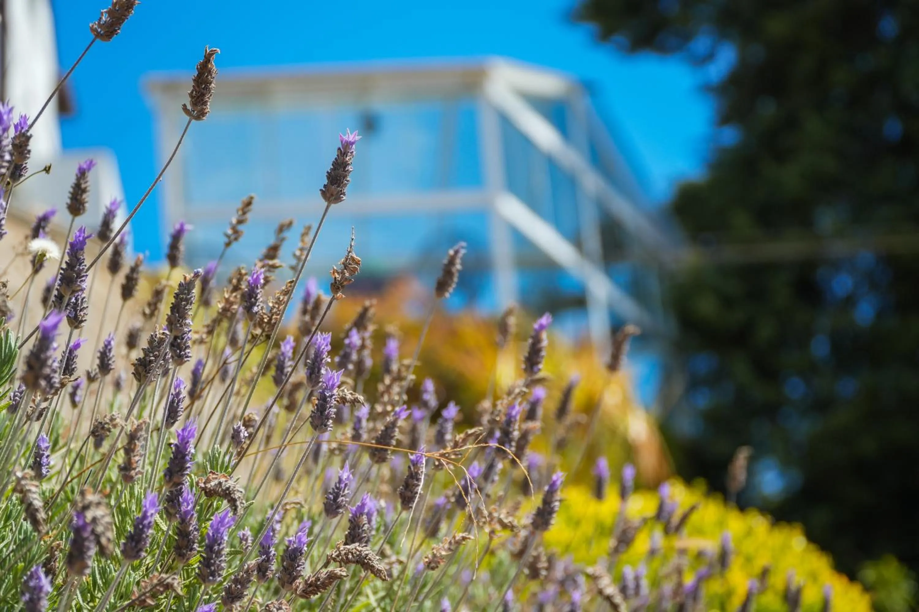 Garden in Pousada Parque das Flores