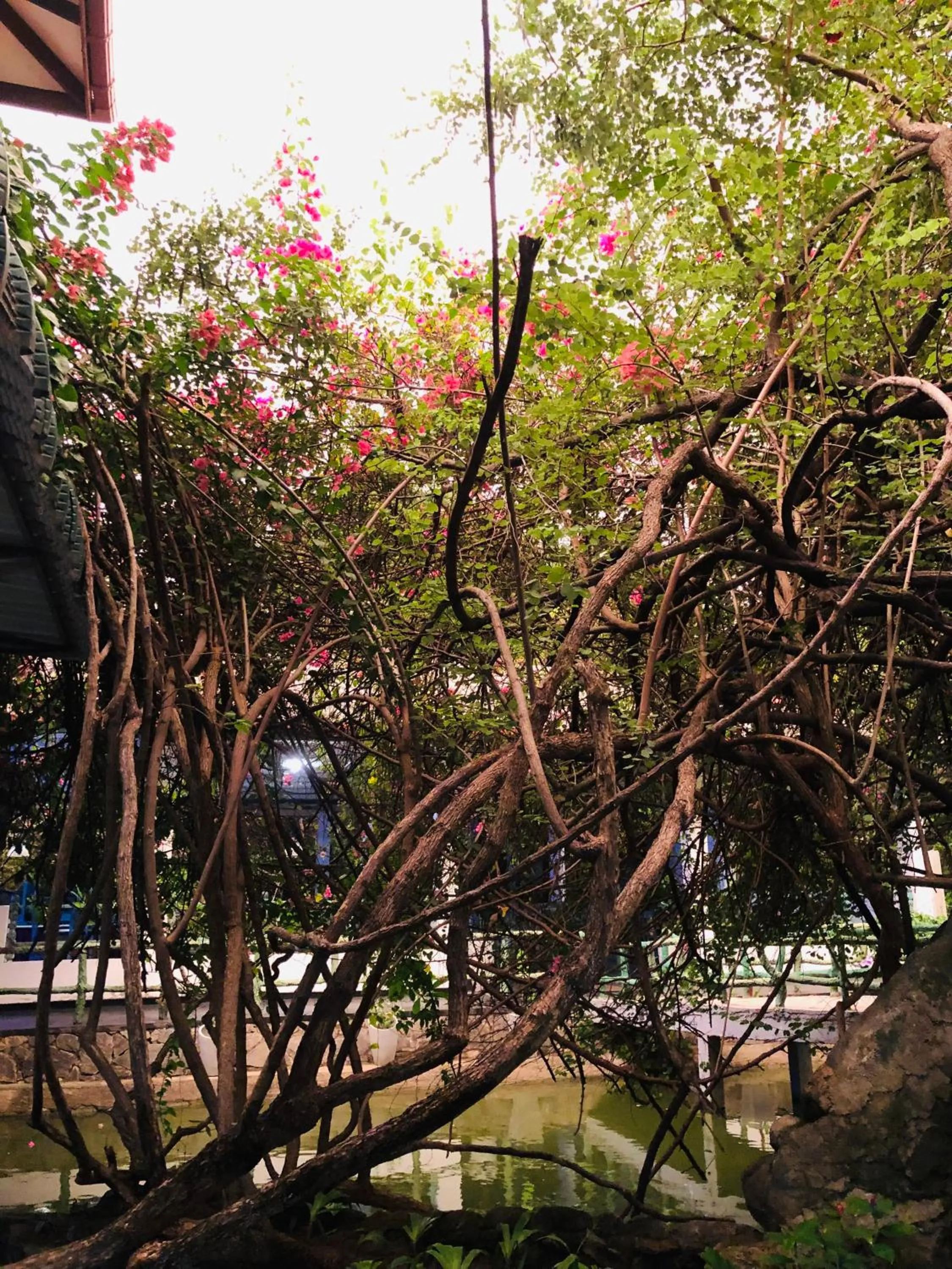 Garden in Hungry Lion Sigiriya
