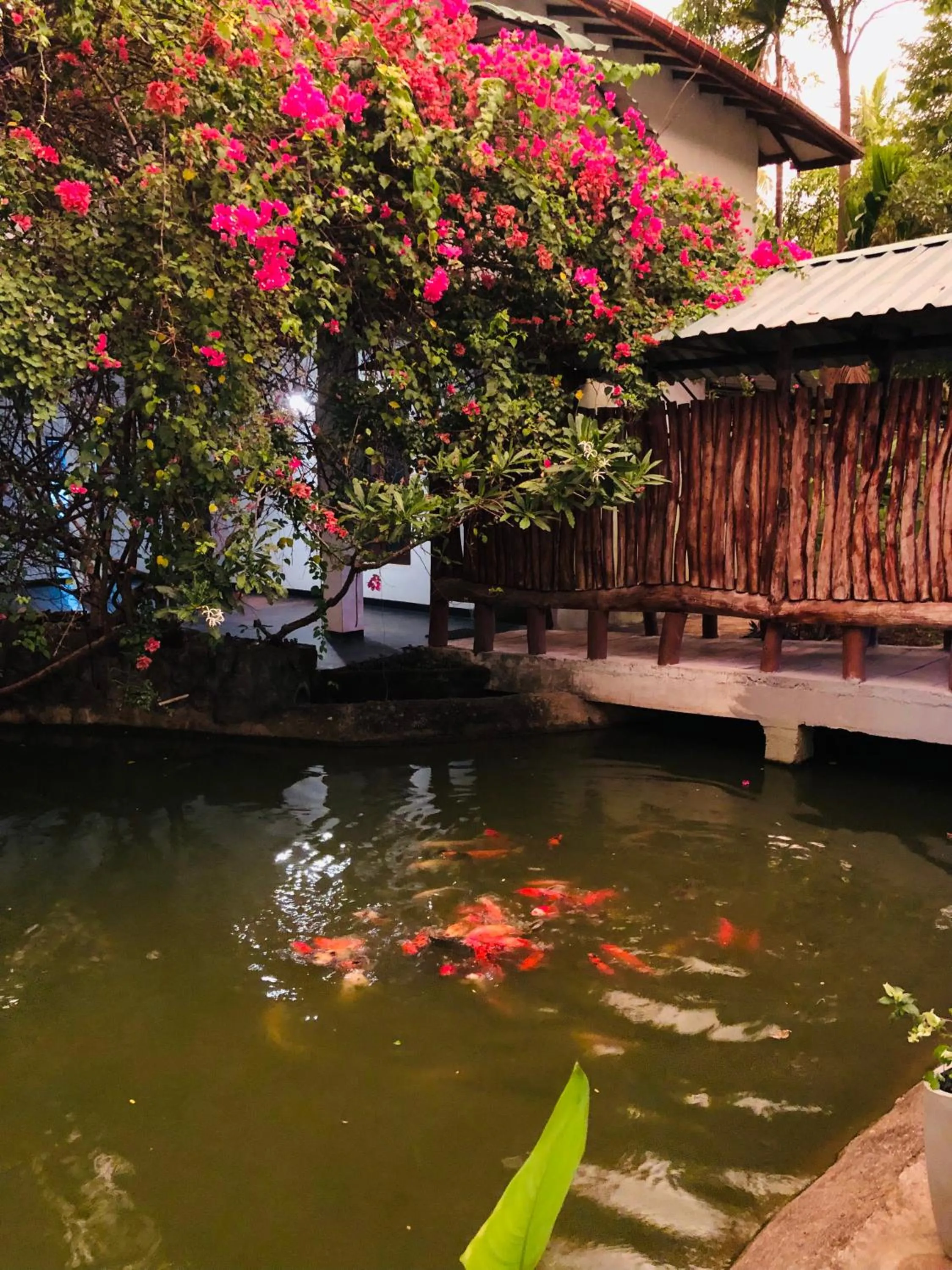 Natural landscape in Hungry Lion Sigiriya