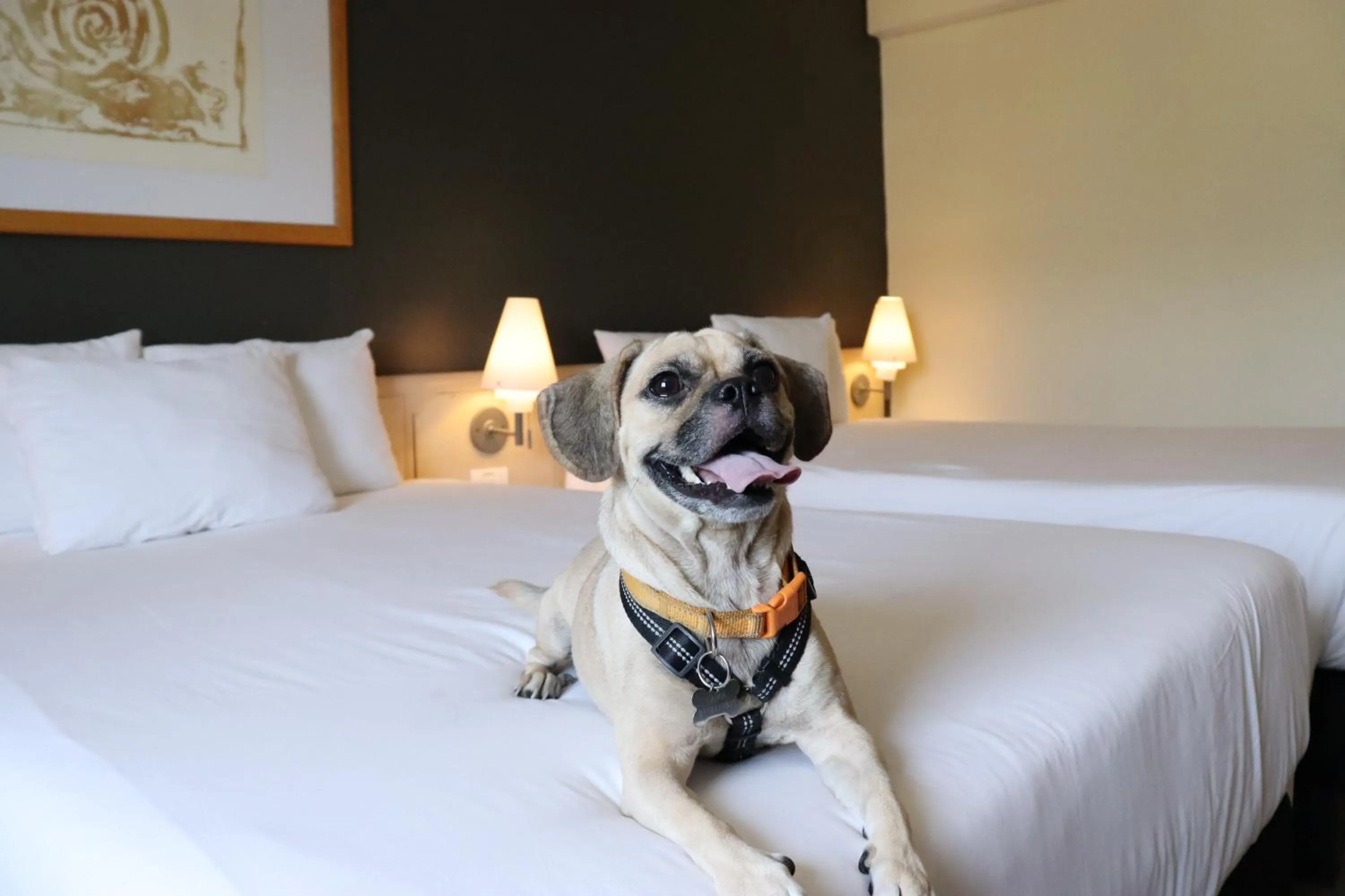 Pets, Bed in Novotel Monterrey Valle