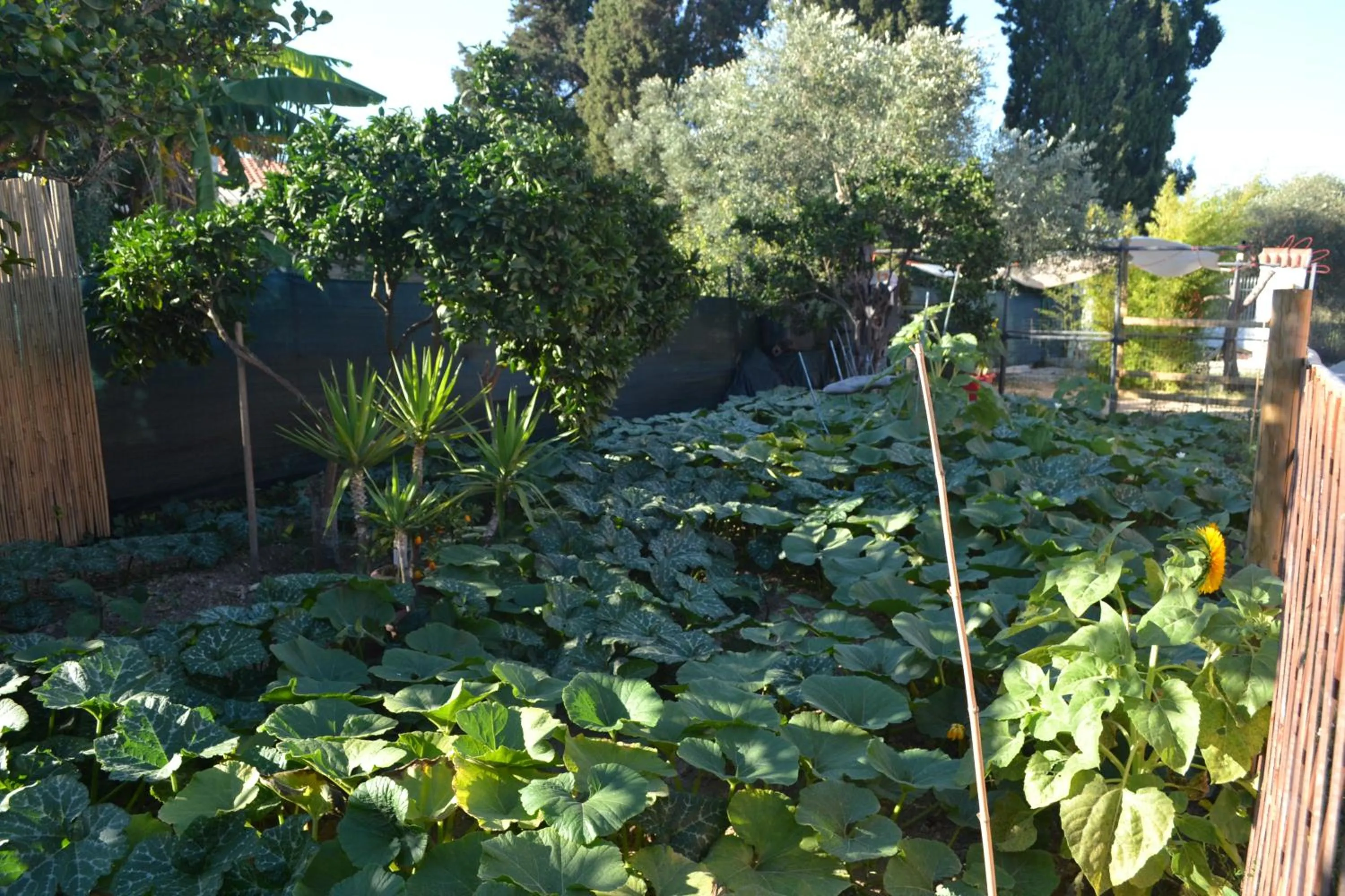 Garden in B&B l'Antropologo