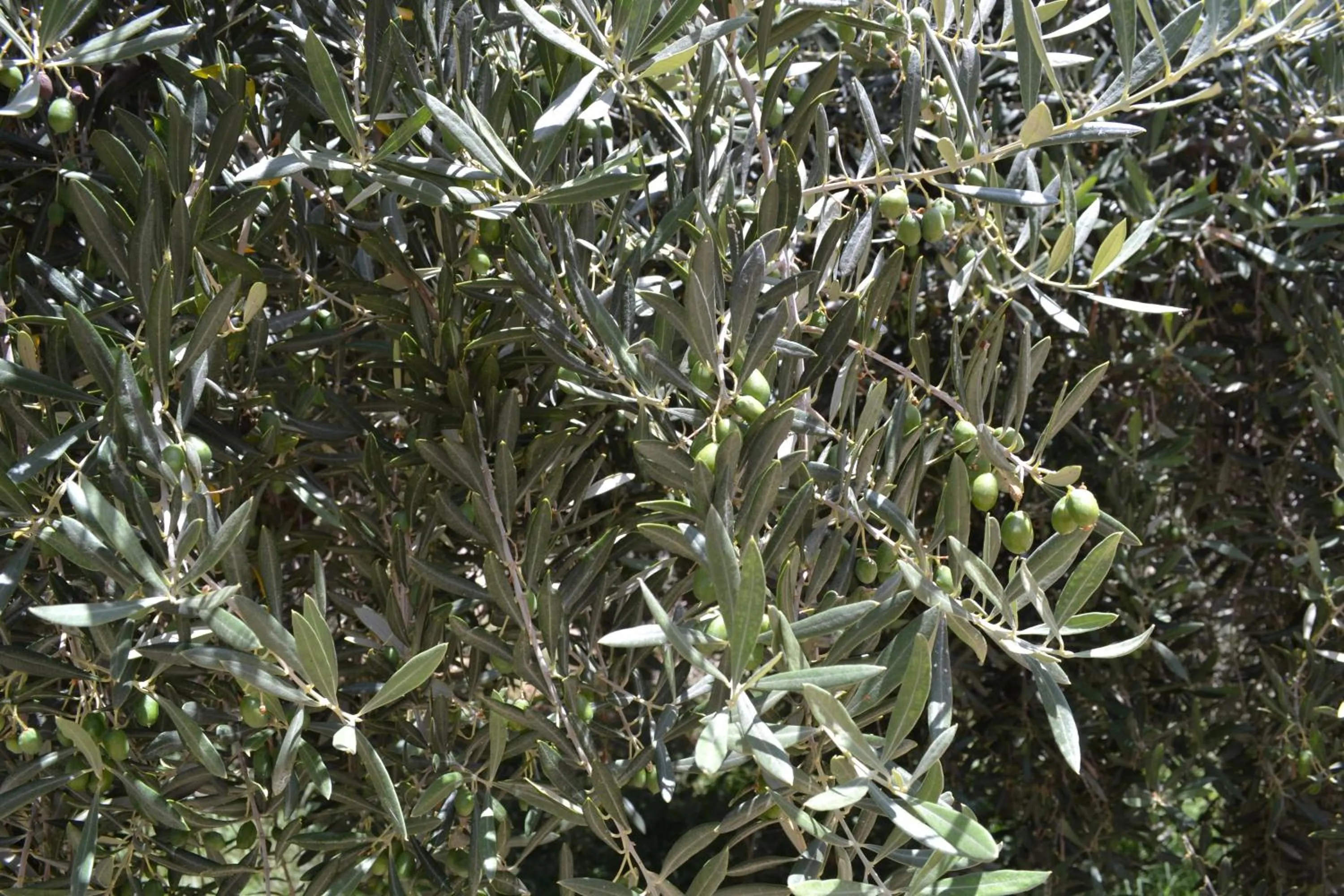 Garden in Mas Solana