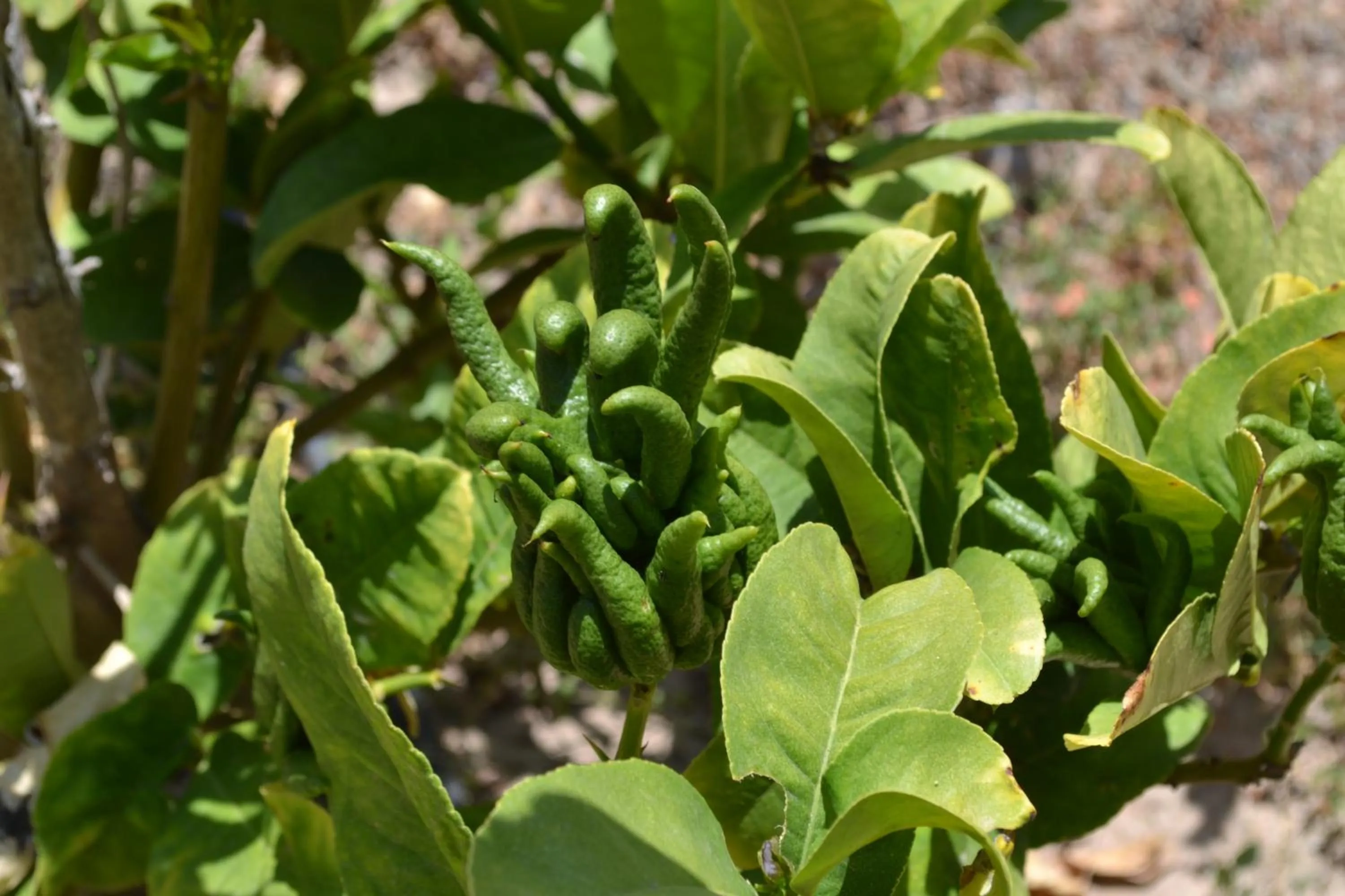 Garden in Mas Solana