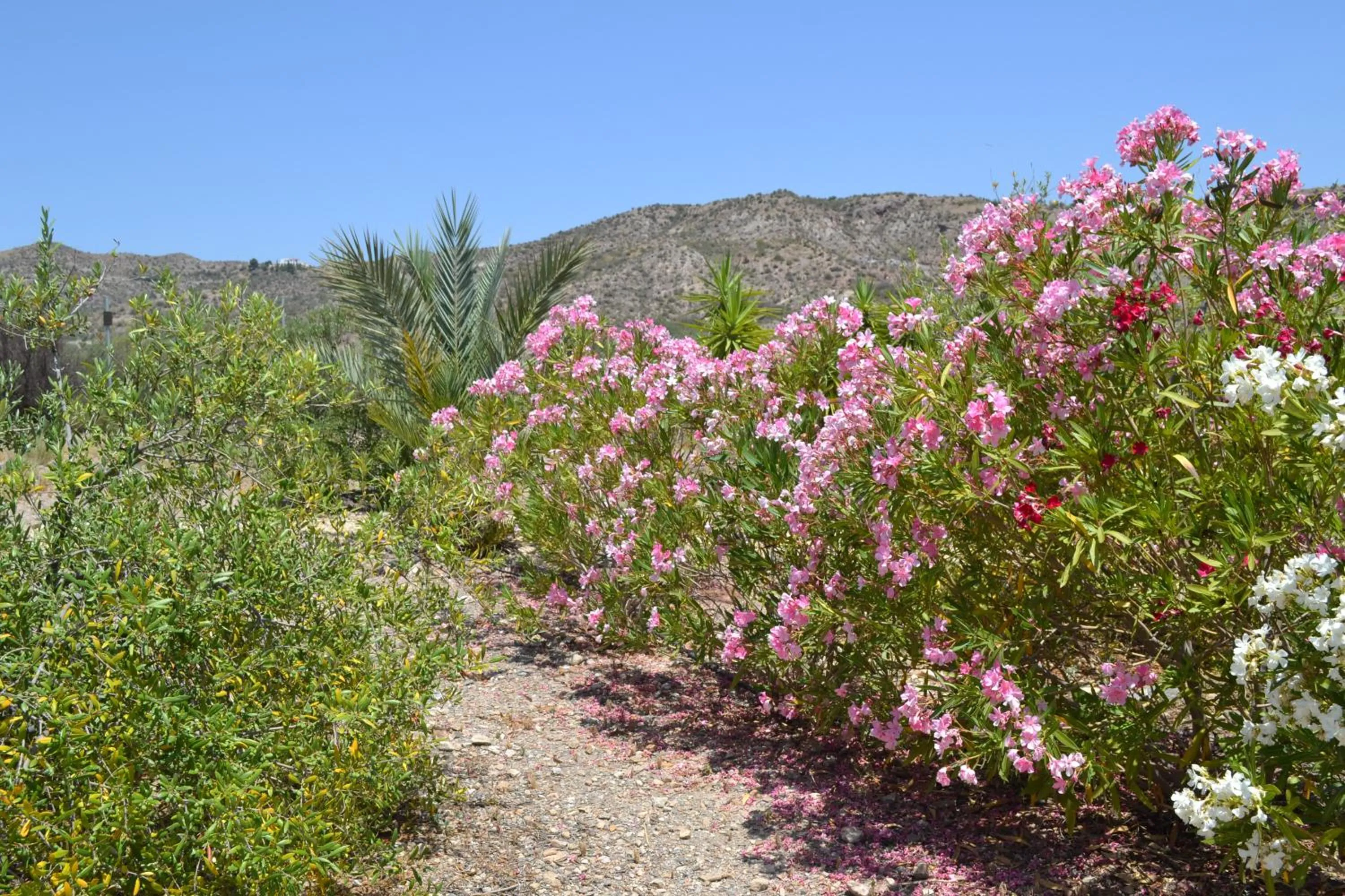Garden in Mas Solana