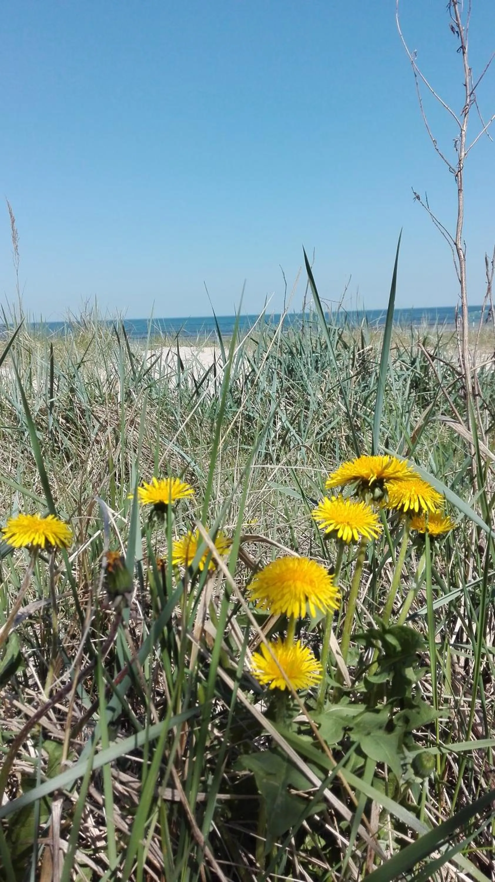 Beach in Privātviesnīca Zvaigzne