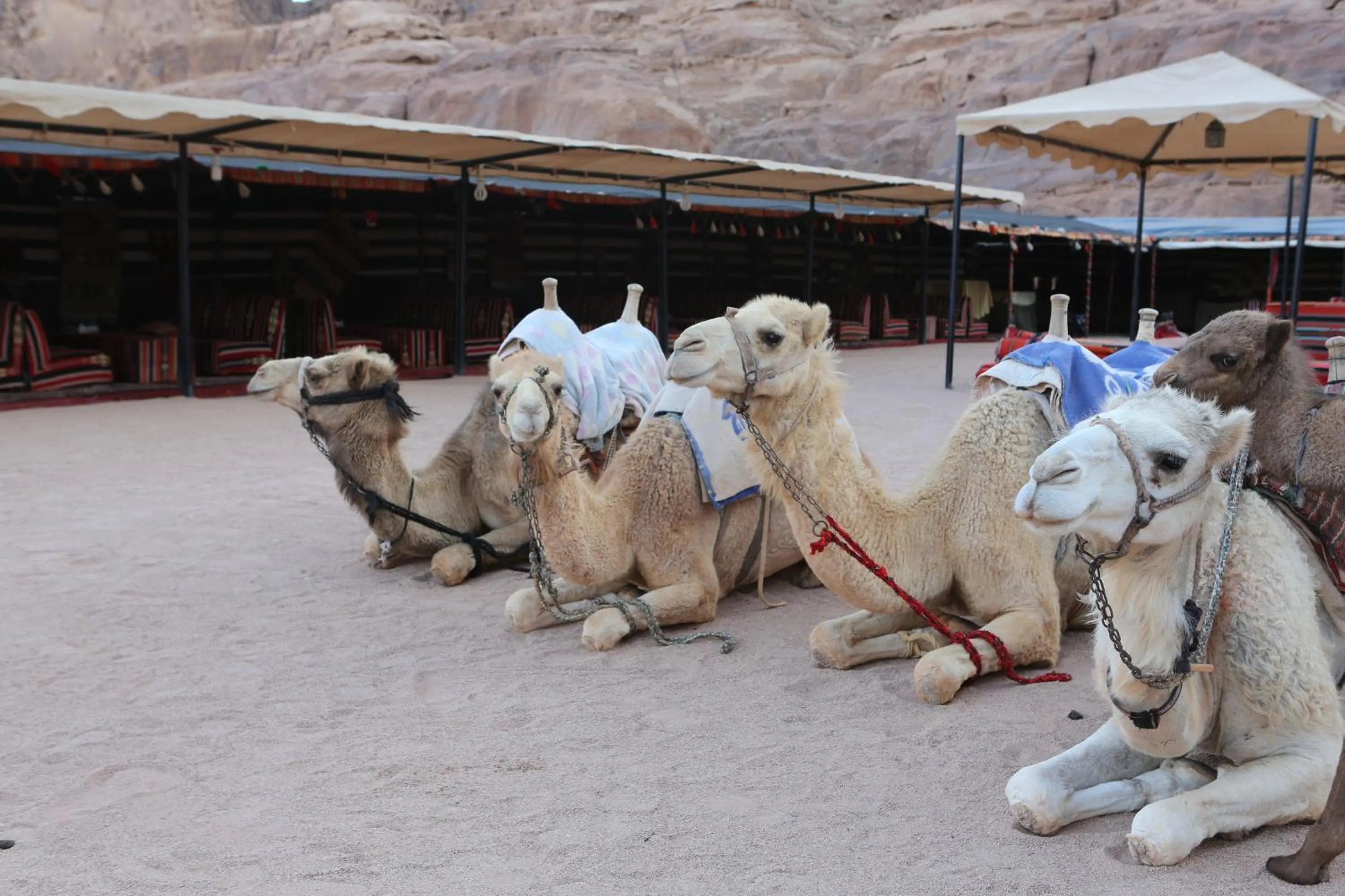 Evening entertainment in SunCity Camp