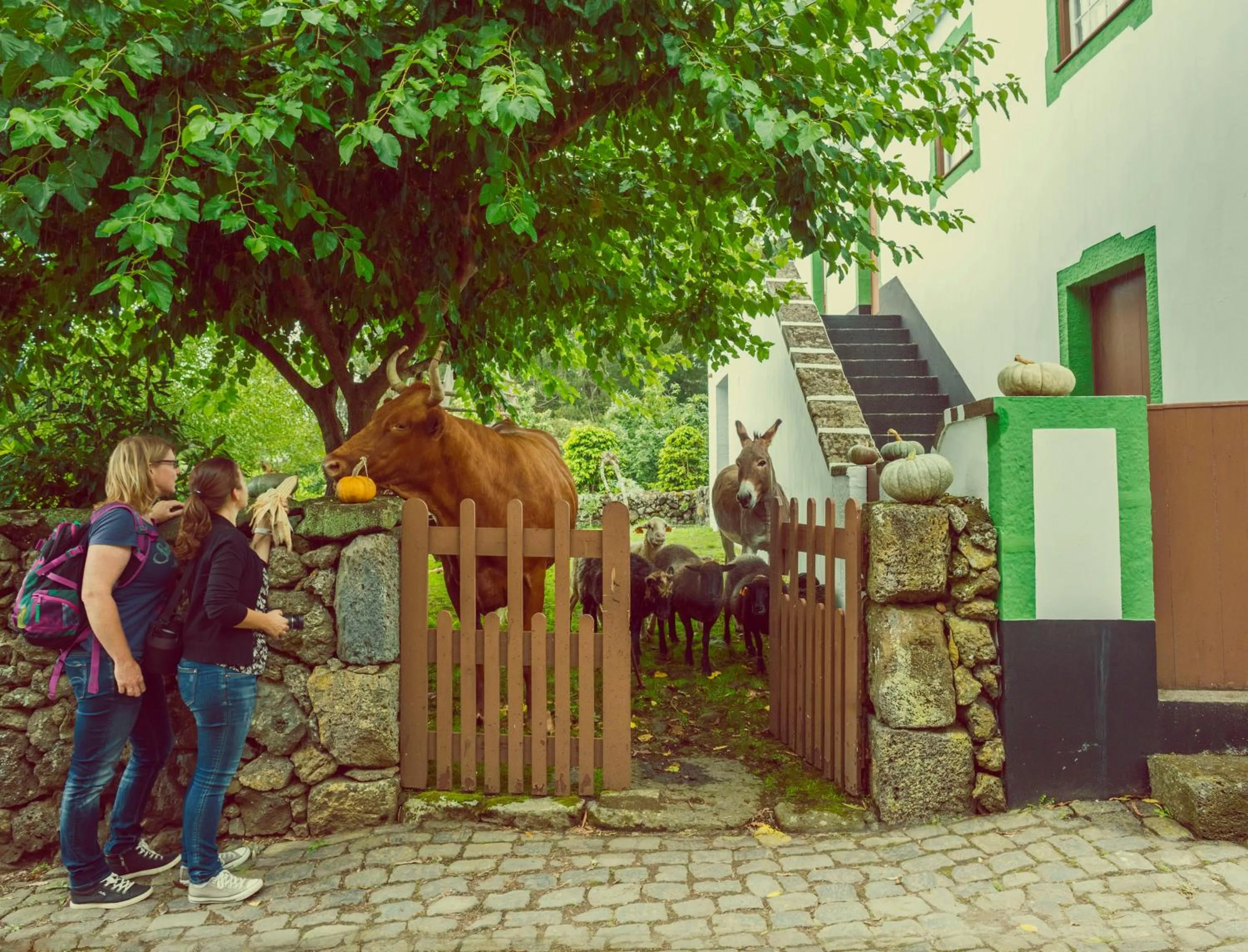 Pets in Quinta Do Martelo