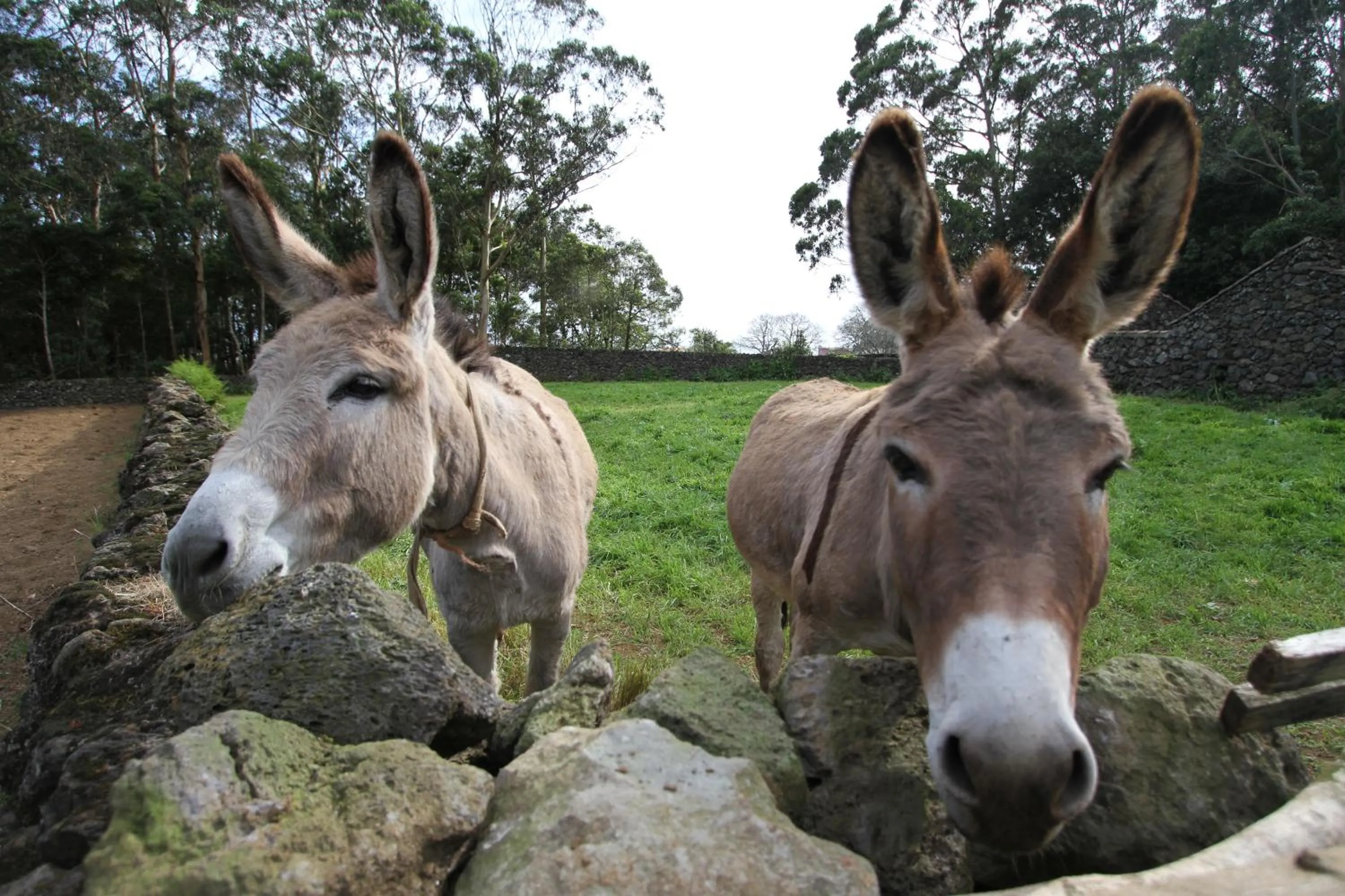 Animals in Quinta Do Martelo