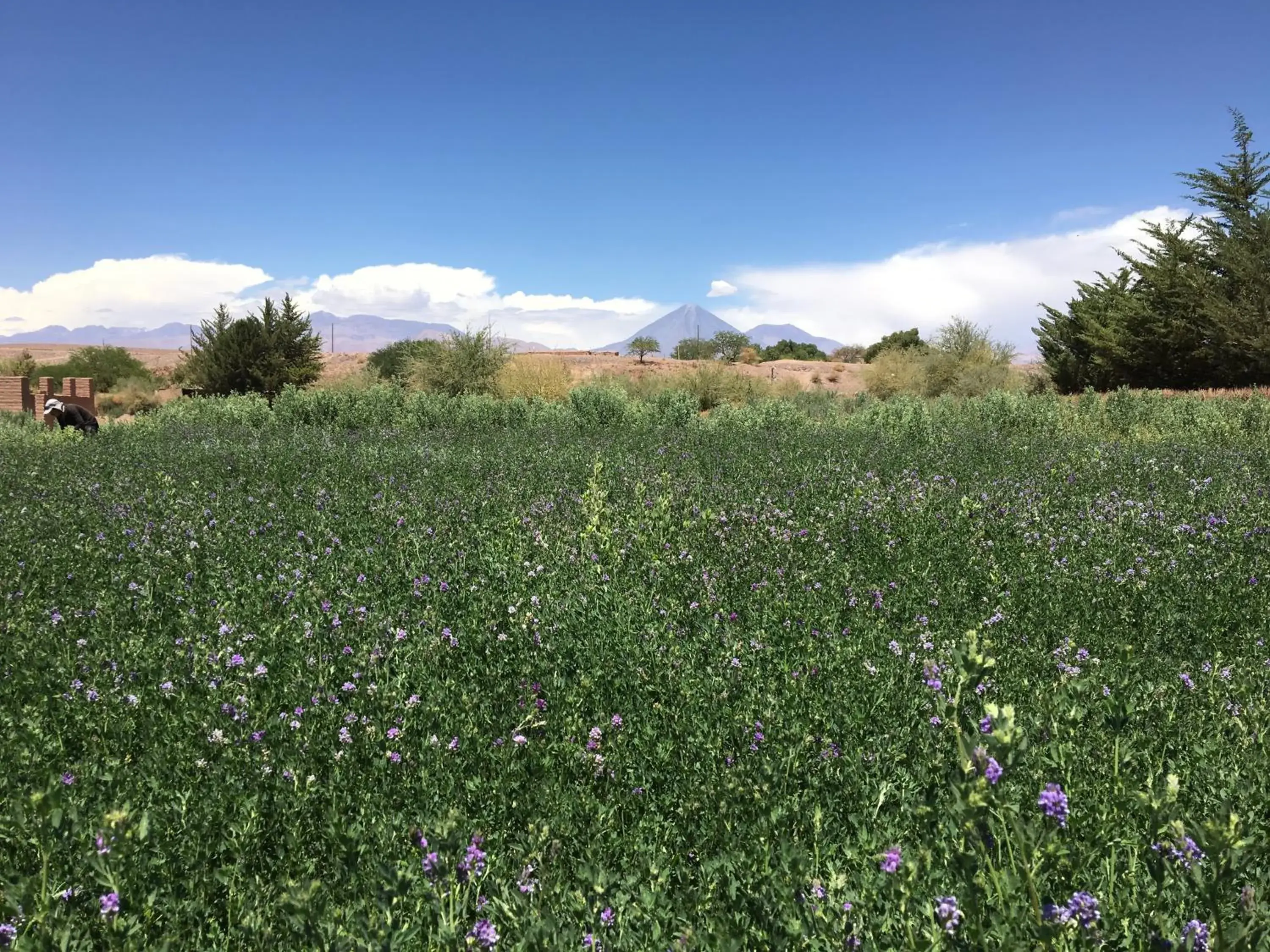 Superior Double or Twin Room in Eco-Lodge El Andinista Superior Double or Twin Room in Eco-Lodge El Andinista