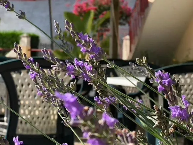 Patio in L' Auberge Campagnarde, Lourdes