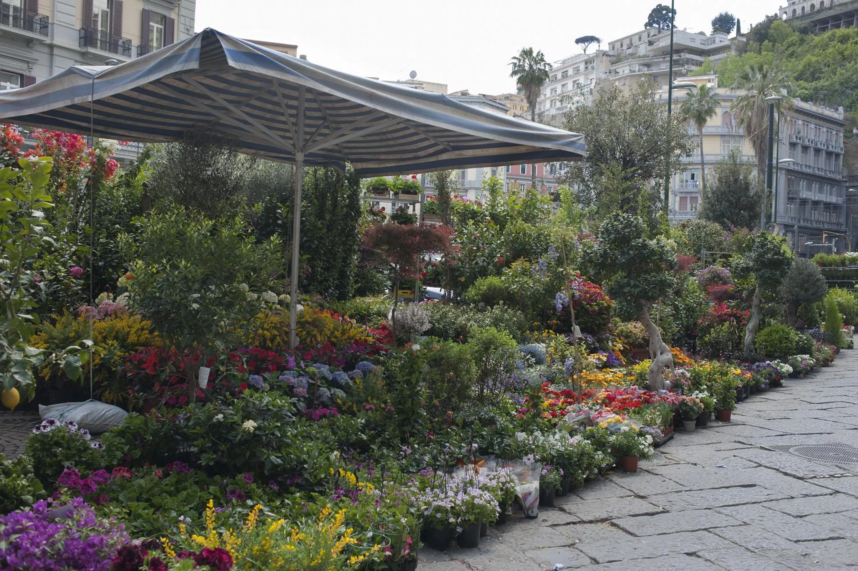 Street view in Areamare