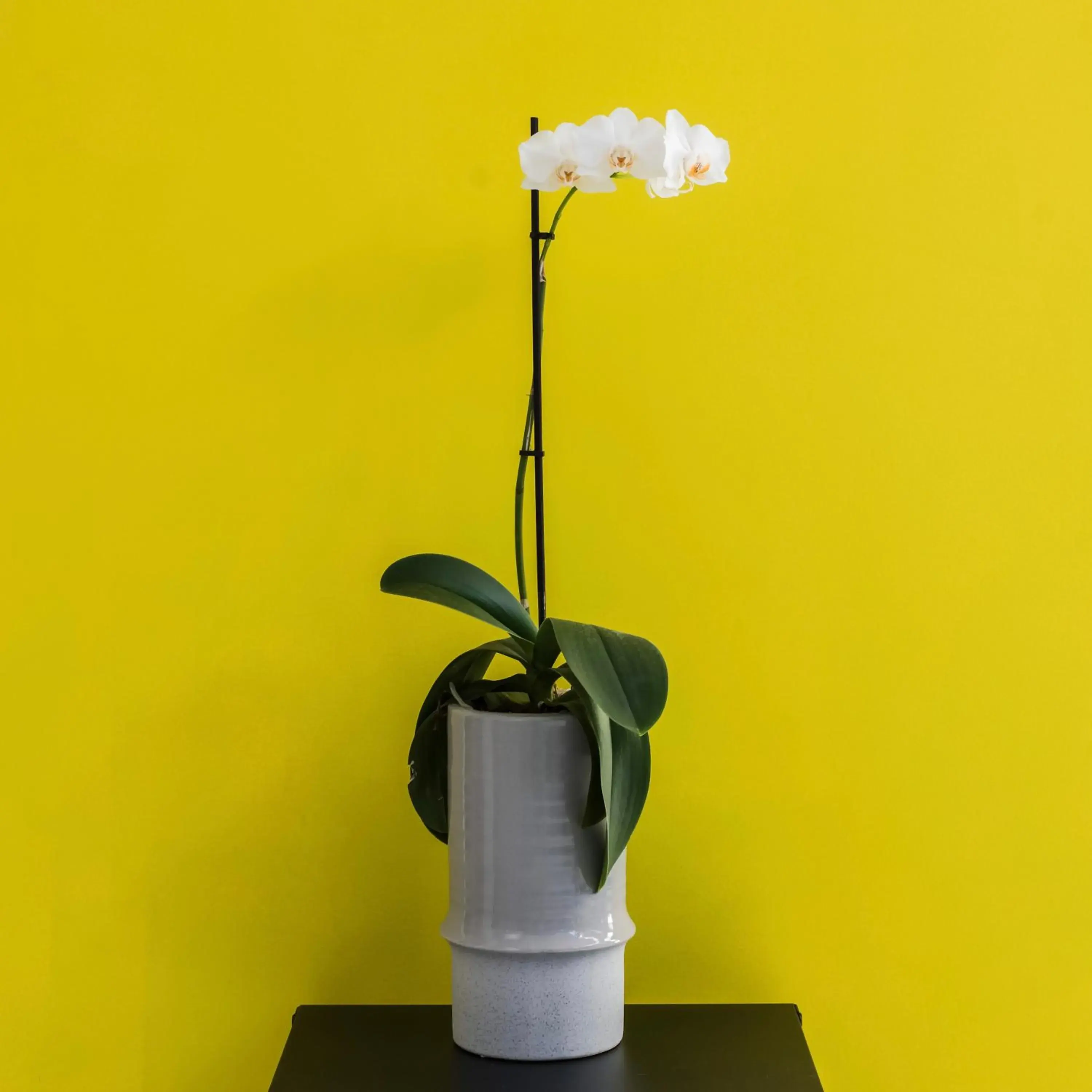 Lobby or reception in Iasonos Suites Athens Lobby or reception in Iasonos Suites Athens